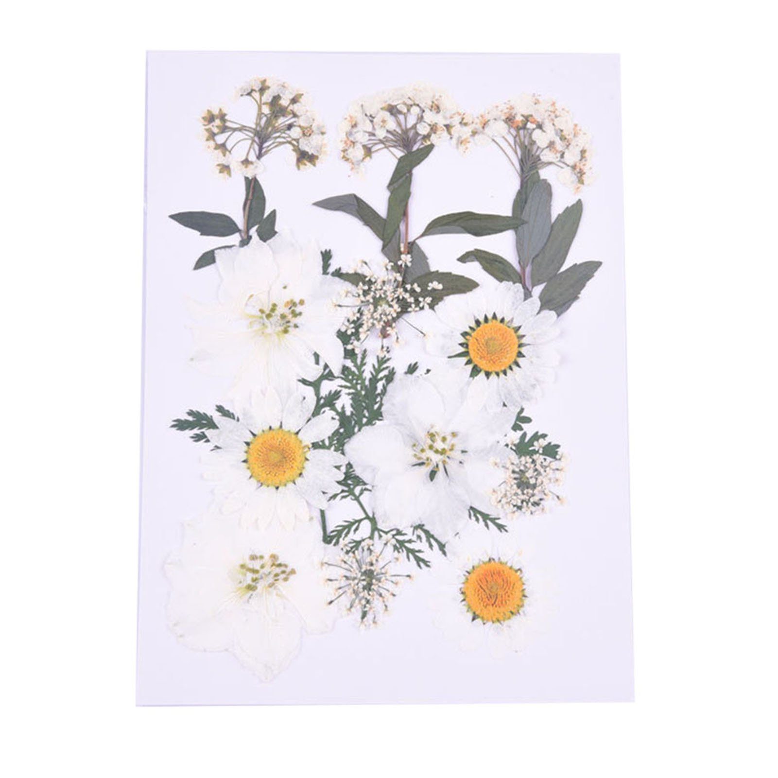 Kleine Blumen, combination Trockene, Trockenblume Blusmart Scrapbooking, Blumen, 6 Getrocknete Gepresste