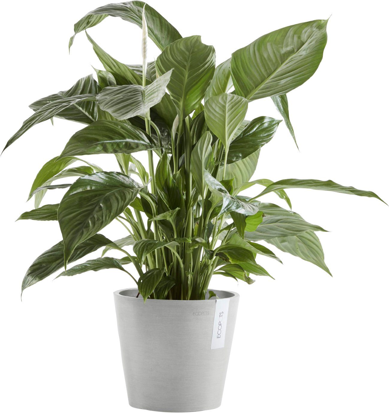 Grey, Wasserreservoir Blumentopf ECOPOTS AMSTERDAM cm, mit White BxTxH: 20x20x17,5