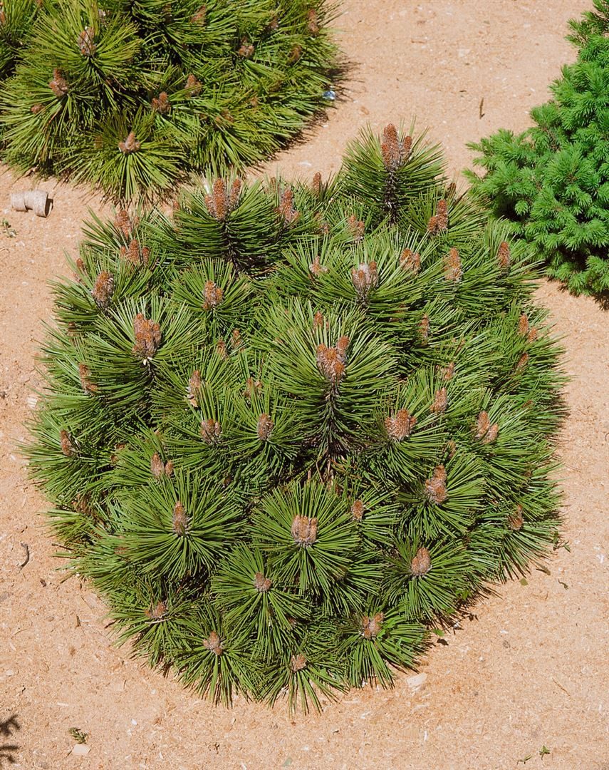 Pflanzen für Dich Konifere Pinus nigra Bambino, 1 St., Schwarzkiefer, kompakt, immergrün