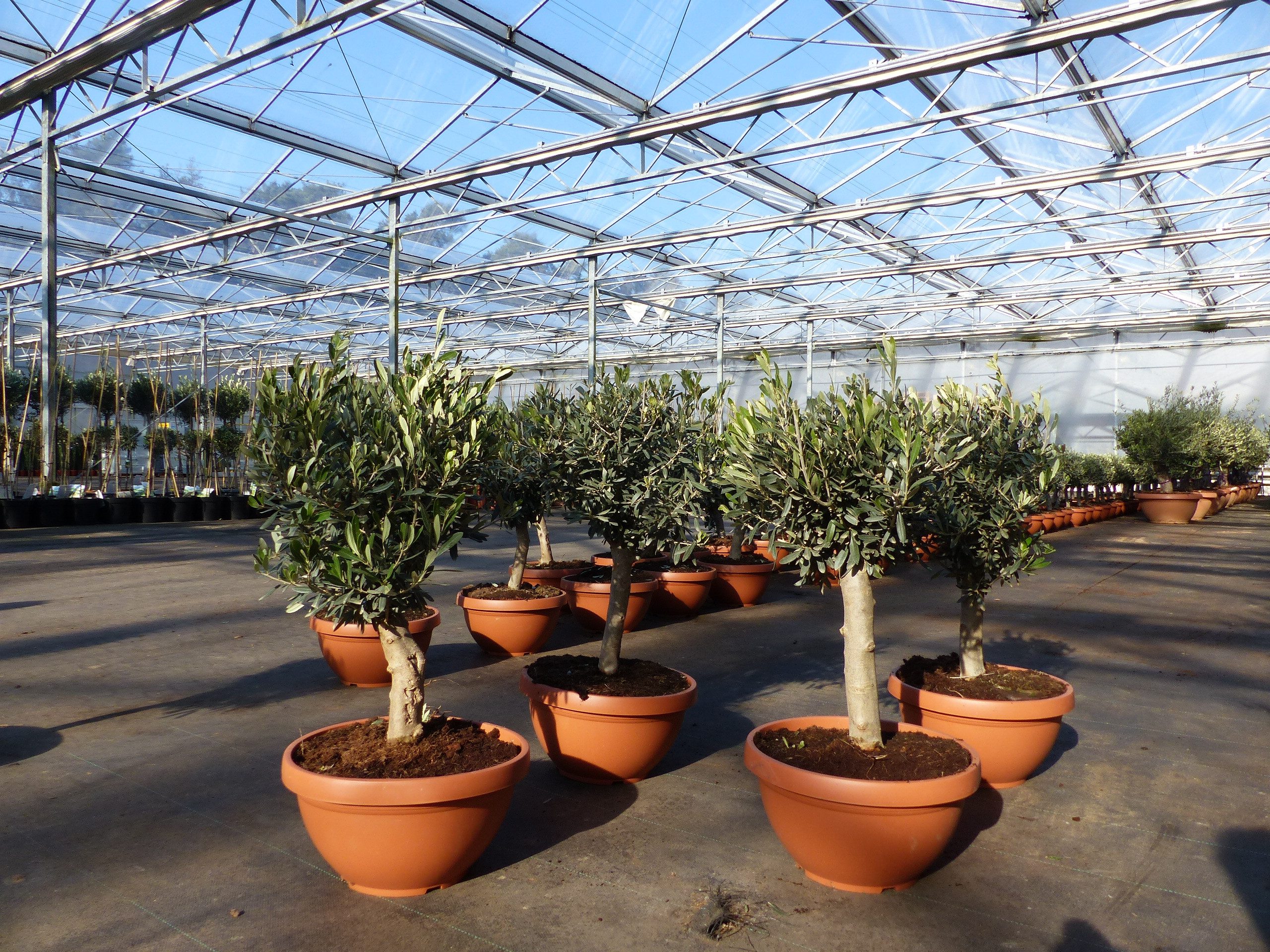 gruenwaren jakubik Olivenbaum