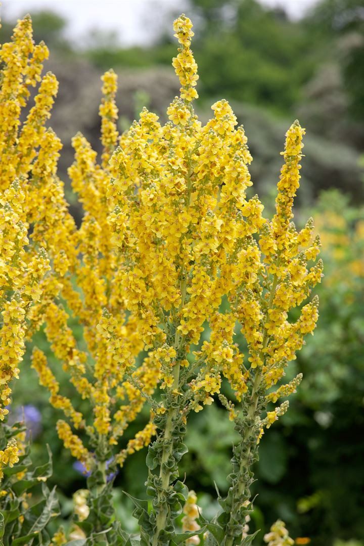 Pflanzen für Dich Staude Verbascum olympicum, 1 St., Olympischer Königskerze, Wollblume