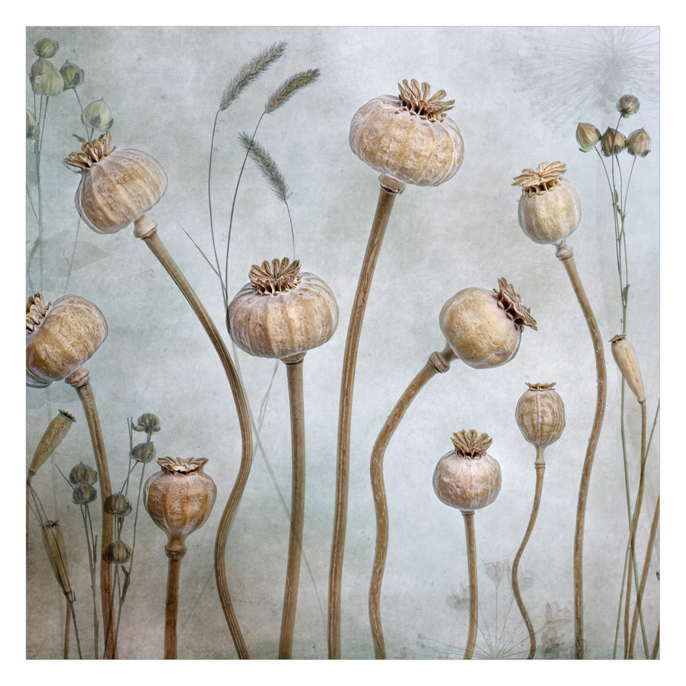Bilderdepot24 Vliestapete Vintage Getrockneter Mohn Rustikal günstig online kaufen