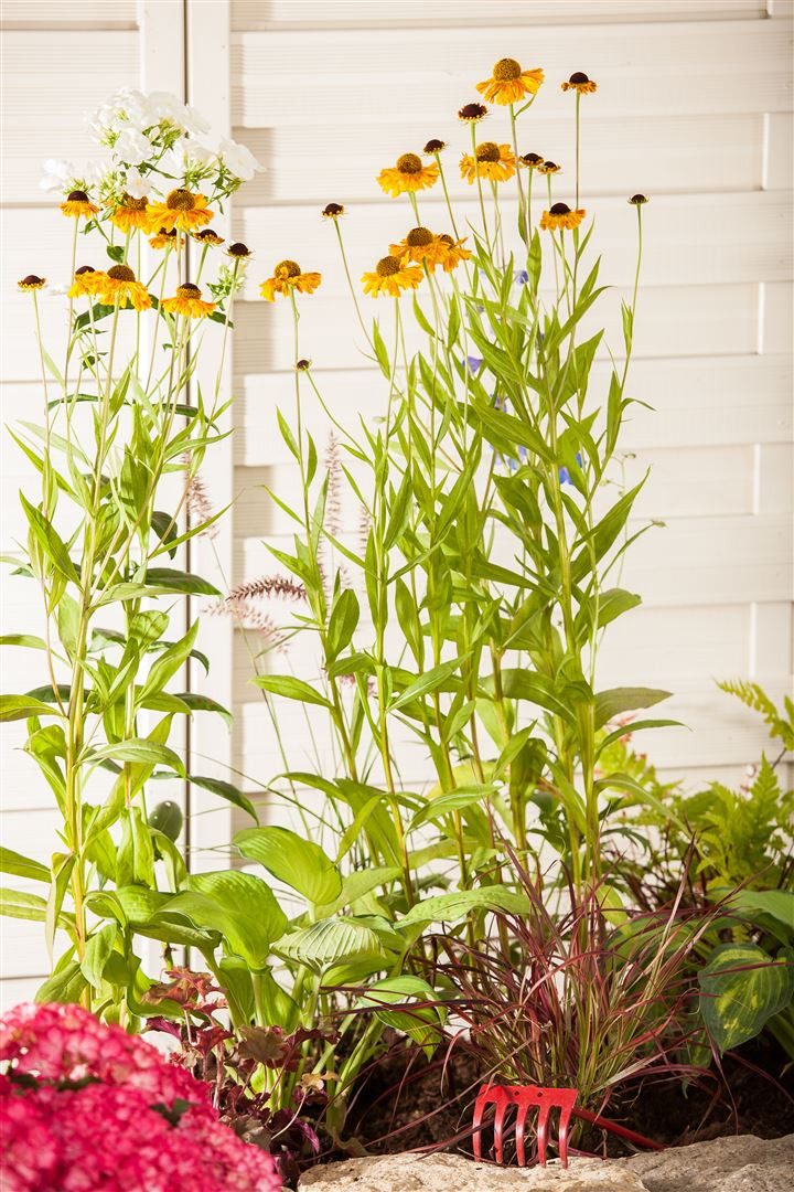 Pflanzen für Dich Staude Helenium 'Wyndley', 1 St., Sonnenbraut