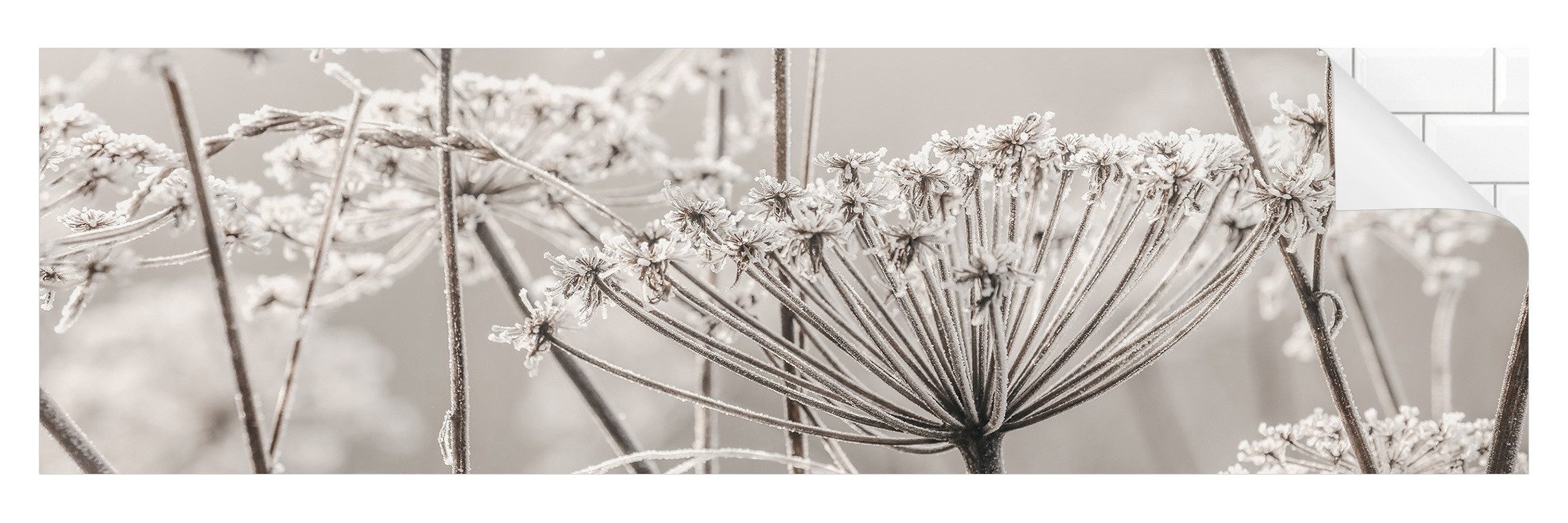 Bilderdepot24 Badrückwand beige fugenlose Wandverkleidung Bad Landhaus, (Hartfolie matt » Selbstklebend SMART 0,35 mm), wasserfestes Wandpaneel Doldenblüten Frost