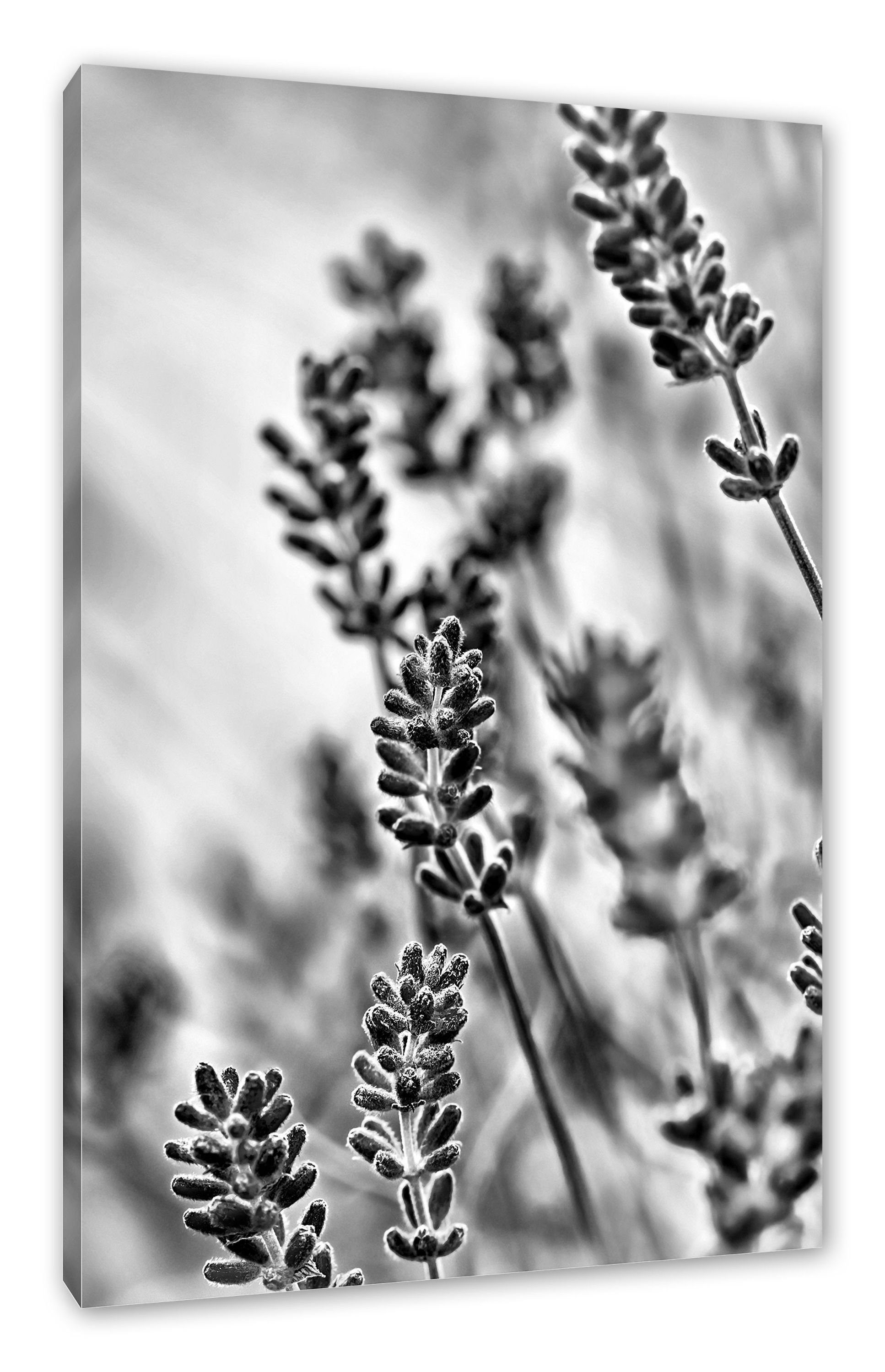 Pixxprint Leinwandbild Lavendel, Lavendel (1 St), Leinwandbild fertig bespannt, inkl. Zackenaufhänger
