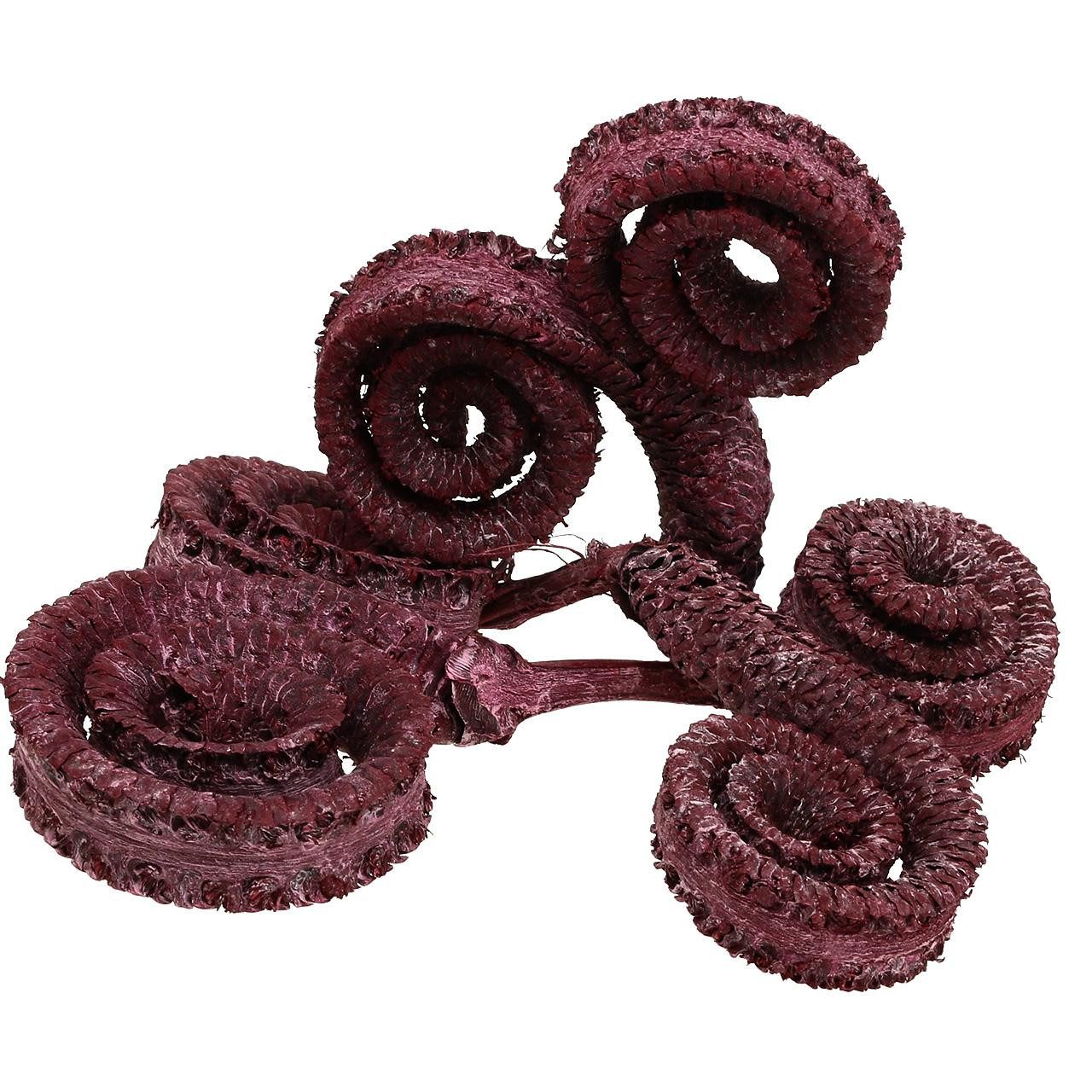 Trockenblume Dekorative Palm Male Rot, Weißgewaschen 25 Stück - Exotische, Florists Products, Höhe 3.6 cm