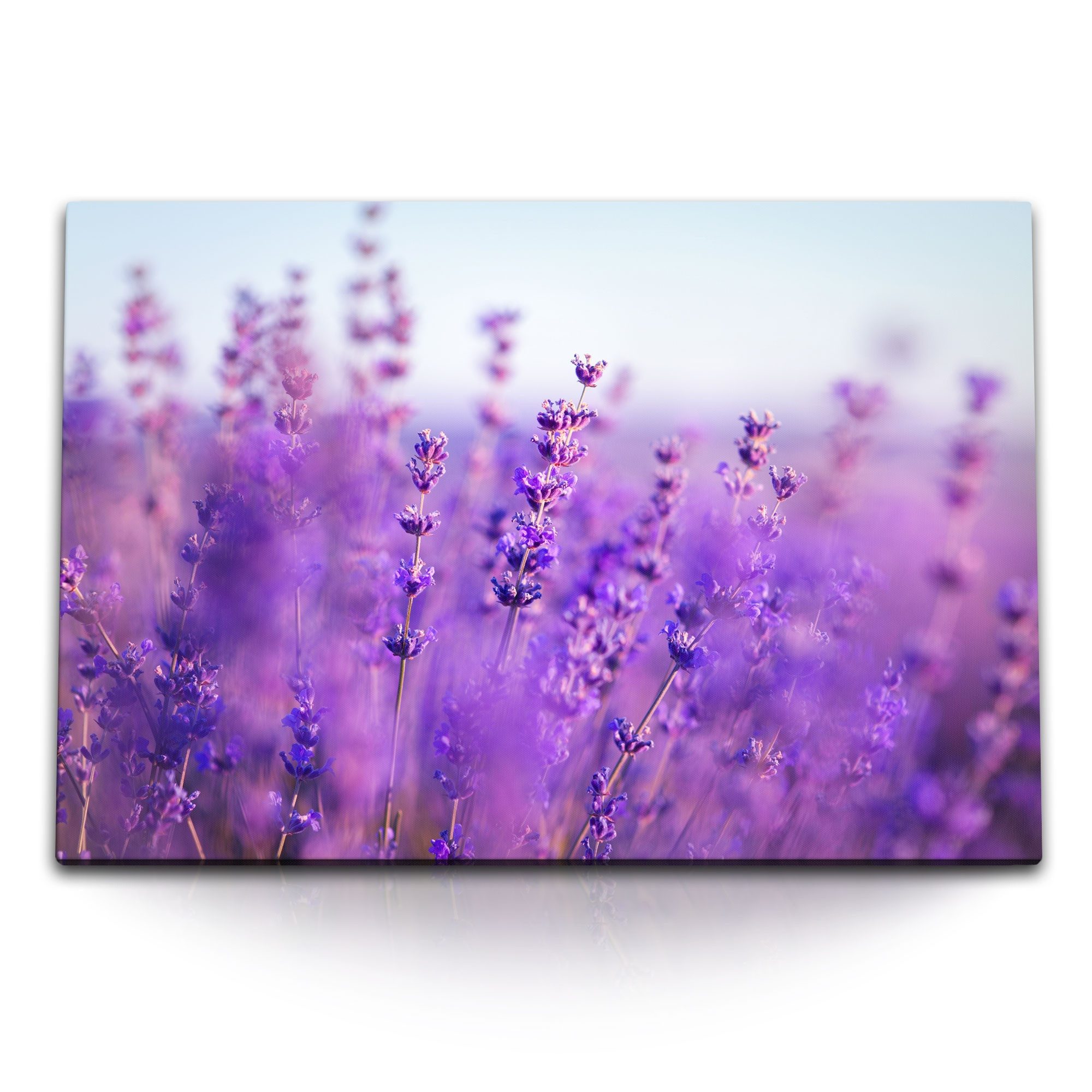 Sinus Art Leinwandbild 120x80cm Wandbild auf Leinwand Lavendel Lavendelfeld Natur Violett Blu, (1 St)