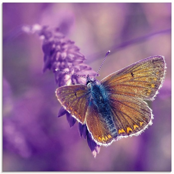 Artland Glasbild Schmetterling Lavendeltraum Insekten (1 St) in verschiedenen Größen