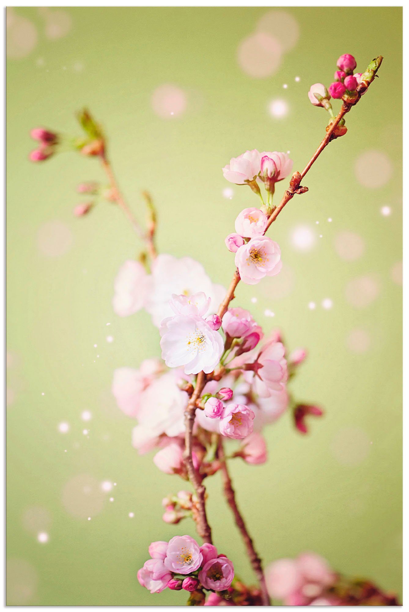 Artland Wandbild Kirschblütenzweig, Blumen (1 St), als Alubild, Leinwandbild, Wandaufkleber oder Poster in versch. Größen