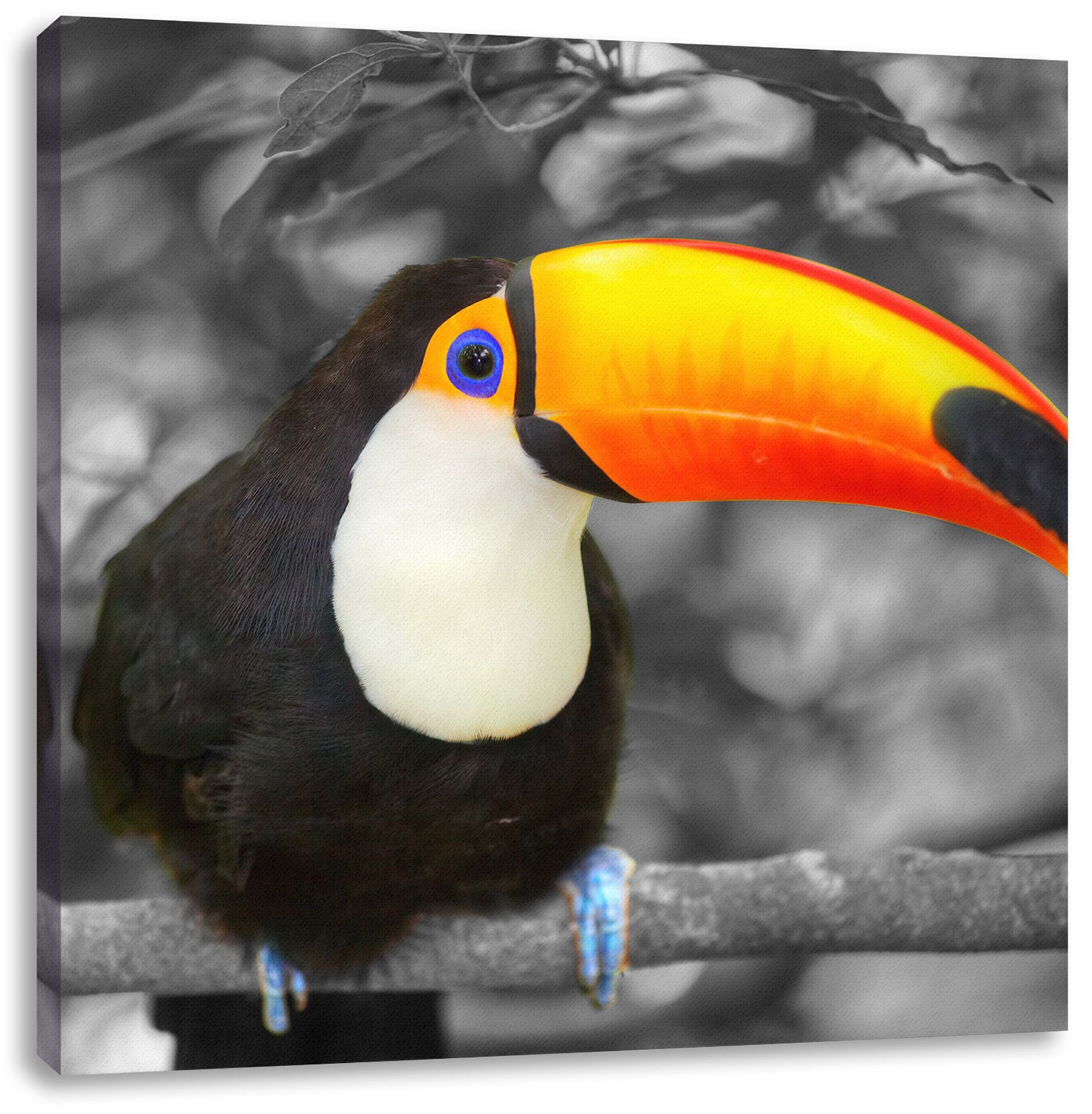 Pixxprint Leinwandbild prachtvoller exotischer Tukan, prachtvoller exotischer Tukan (1 St), Leinwandbild fertig bespannt, inkl. Zackenaufhänger. Reduzierter Preis € 19,95. Unverbindliche Preisempfehlung € 29,95