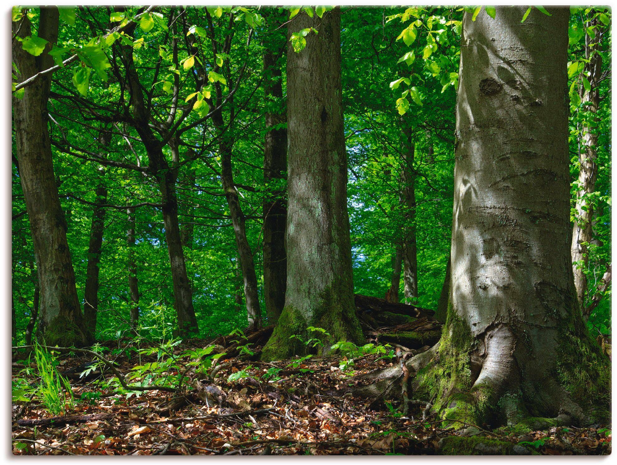 Artland Wandbild Frühling im Buchenwald, Wald (1 St), als Leinwandbild,  Wandaufkleber oder Poster in versch. Größen