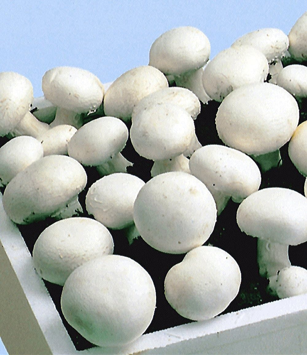 BALDUR Garten Gemüsepflanze Weiße Edel-Champignons (Kulturset), 1 St., Pilzzuchtset, essbar, ertragreich,winterhart, mehrjährig – Bild 4 von 4