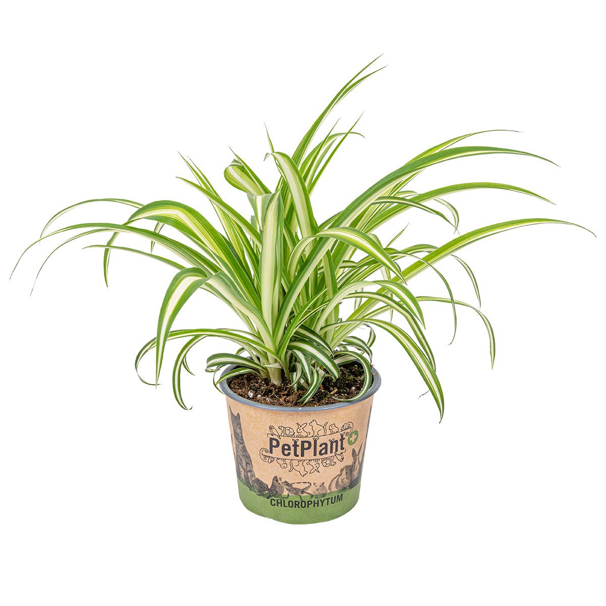 Bloomique Zimmerpflanze Chlorophytum Variegatum, Grünlilie, 20-30 cm, Topf 12 cm, 1 St.