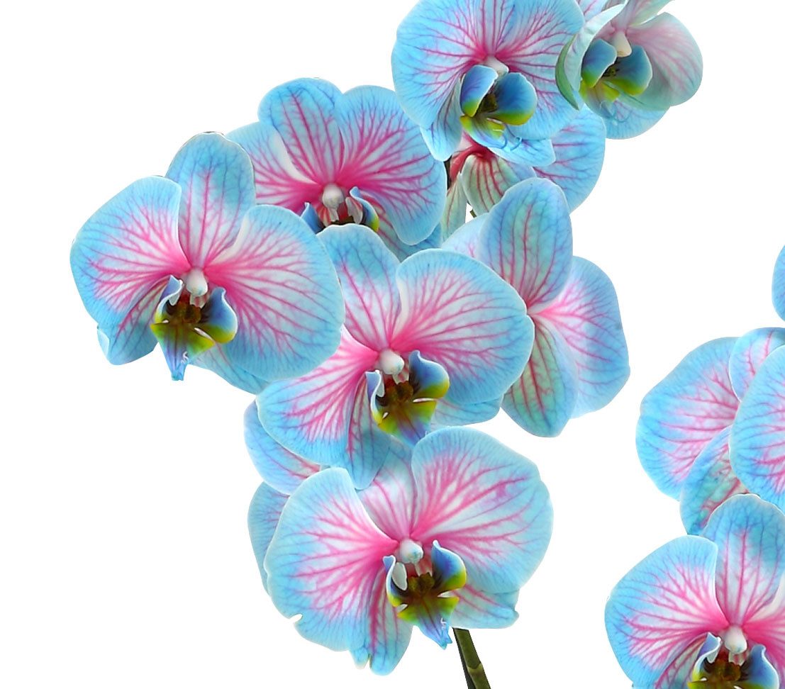 Dehner Zimmerpflanze Schmetterlingsorchidee Blue Wonder, Phalaenopsis culti günstig online kaufen