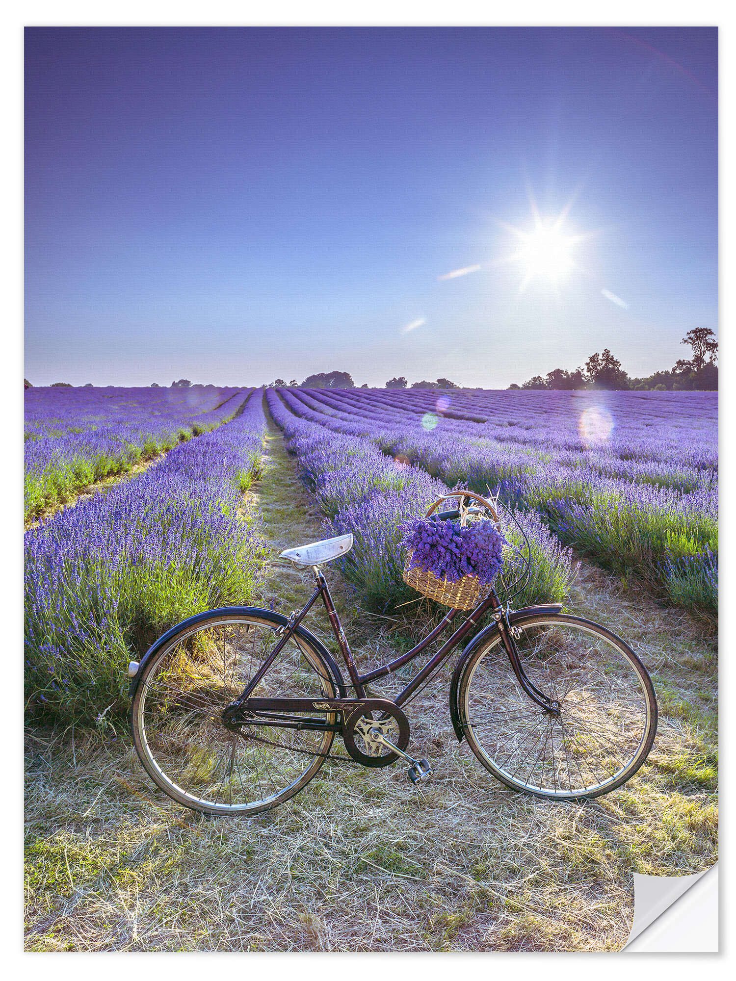 Posterlounge Wandfolie Assaf Frank, Ein Fahrrad am Lavendelfeld, Fotografie