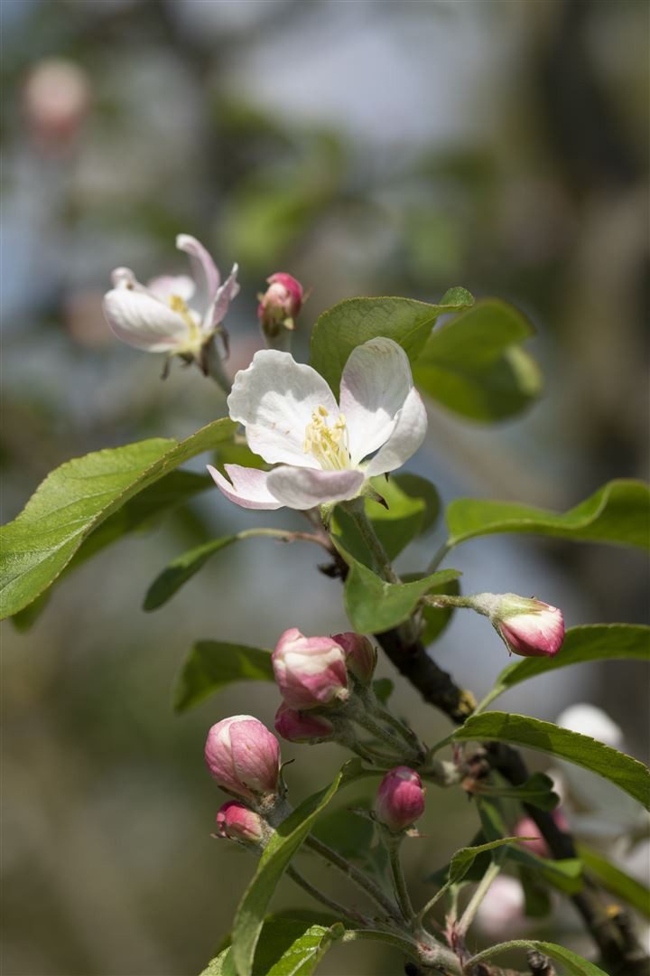 Pflanzen für Dich Obstpflanze Malus Gloster 69, 1 St., Gloster-Apfel, Apfelbaum, rote Äpfel, winterhart