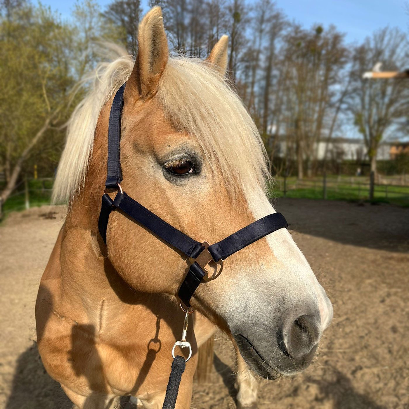 Halfter Glossy Pferdehalfter aus Satin mit roségoldenen Beschlägen