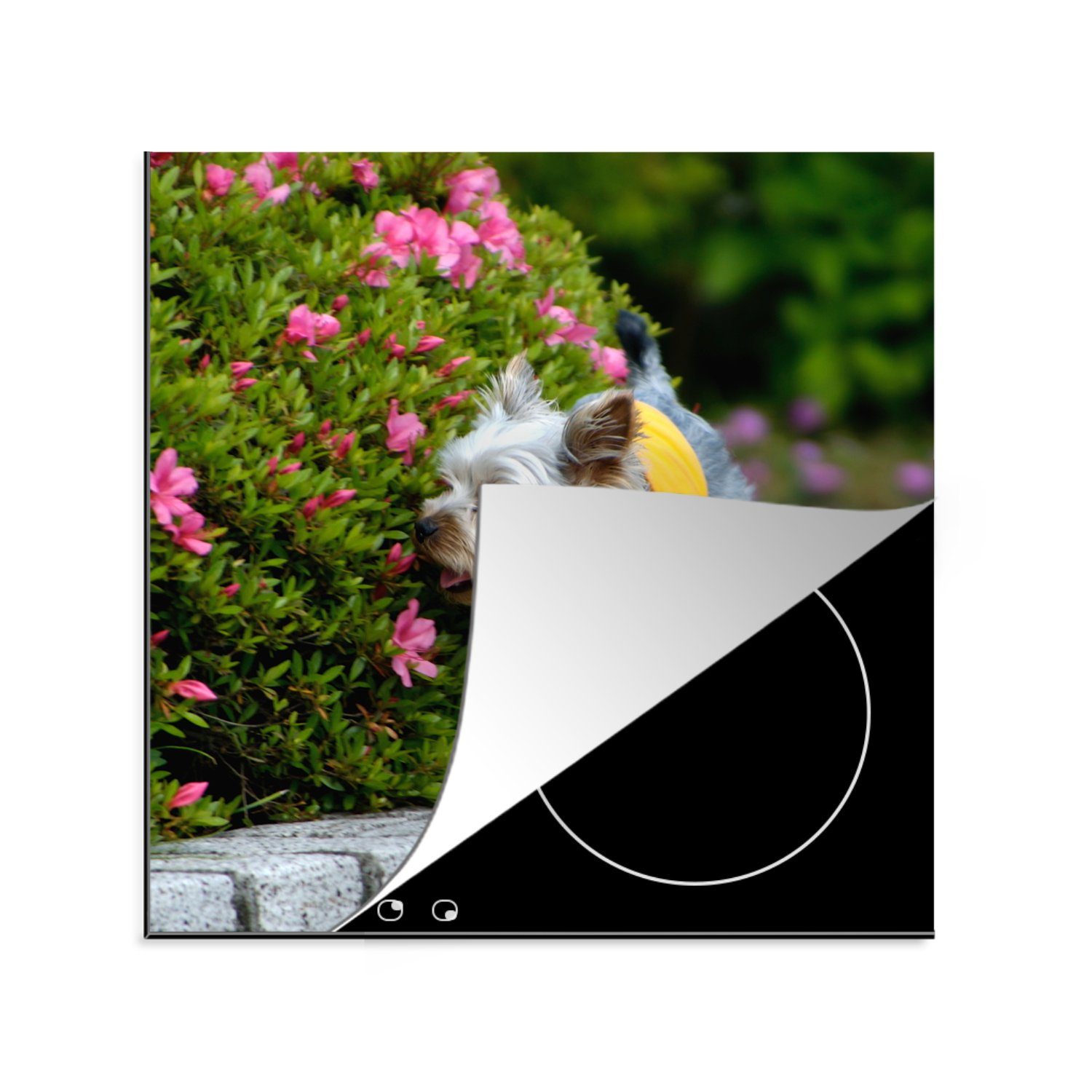 78x78 Vinyl, Ceranfeldabdeckung, cm, an Blumen MuchoWow Terrier (1 tlg), vorbei, Yorkshire Herdblende-/Abdeckplatte Arbeitsplatte küche Ein für bunten läuft