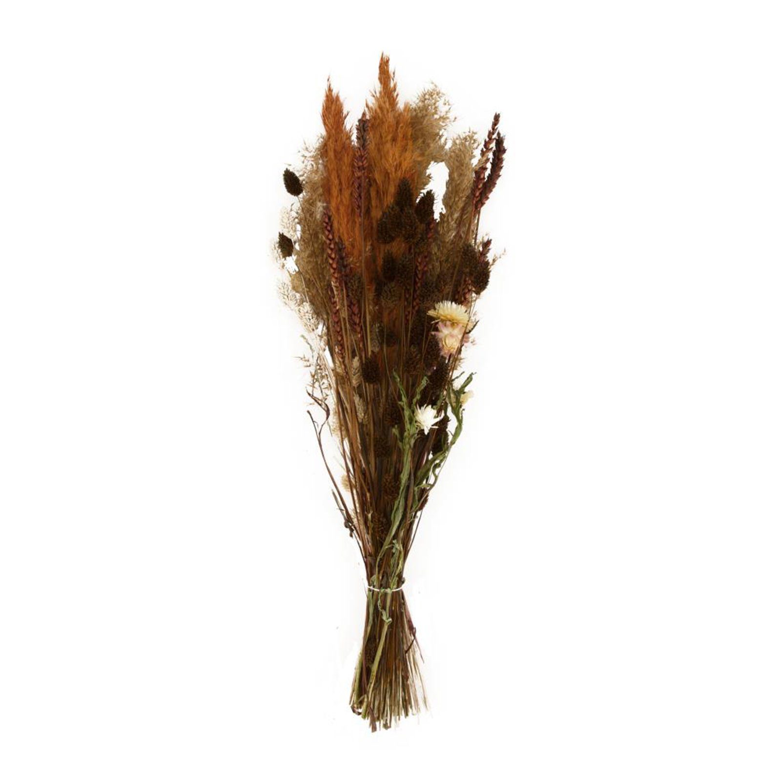 Trockenblume Getrockneter Blumenstrauß braun - dried flower bouquet, DIJK