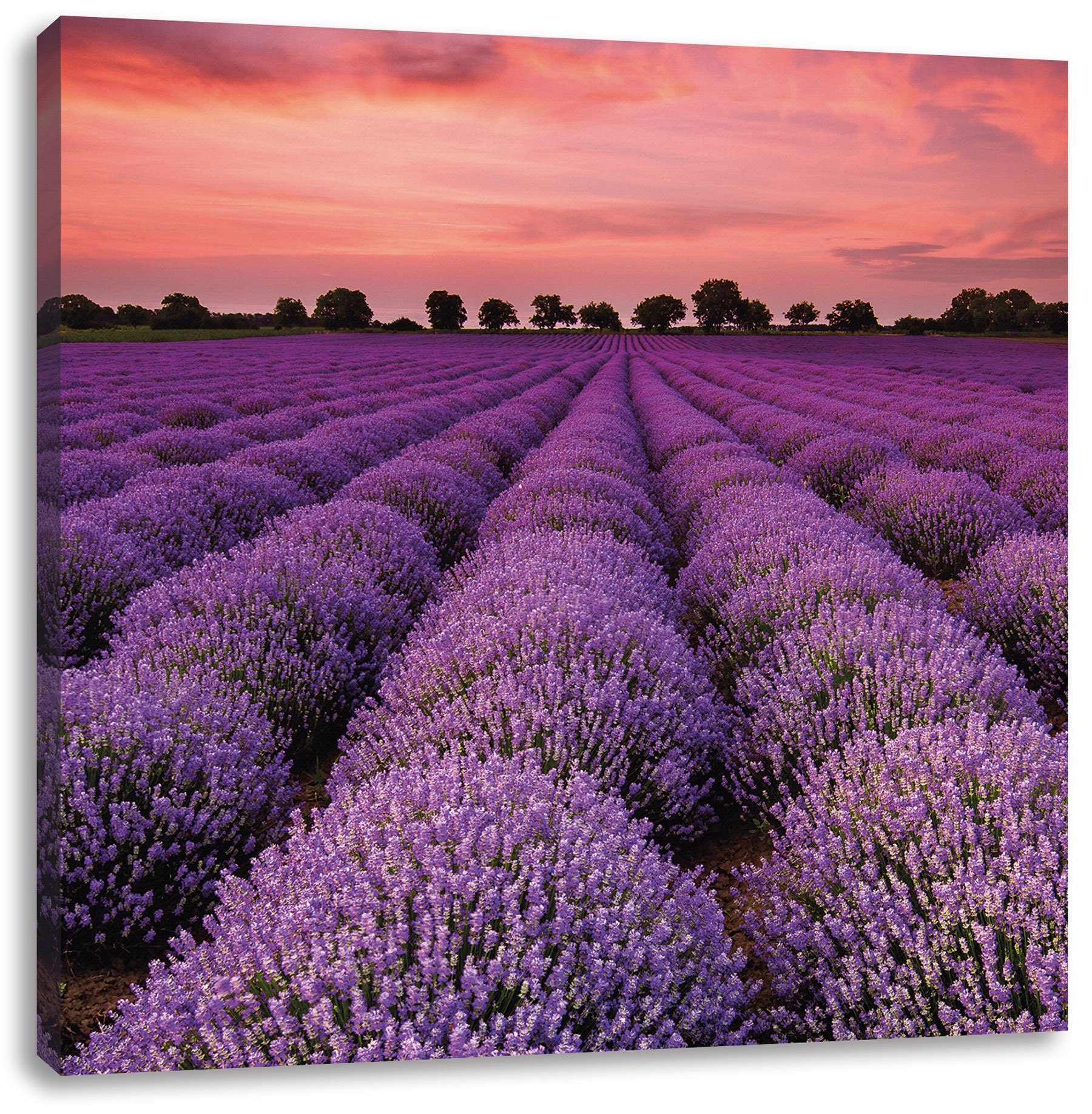 Pixxprint Leinwandbild Wunderschöne Lavendel Provence, Wunderschöne Lavendel Provence (1 St), Leinwandbild fertig bespannt, inkl. Zackenaufhänger