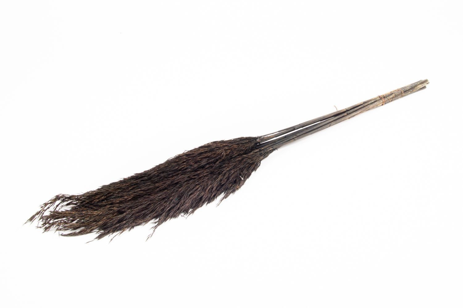 Trockenblume Schilf getrocknet DONJETA, schwarz, 70-80cm, Ø15cm, INNA-Glas, Höhe 80.0 cm