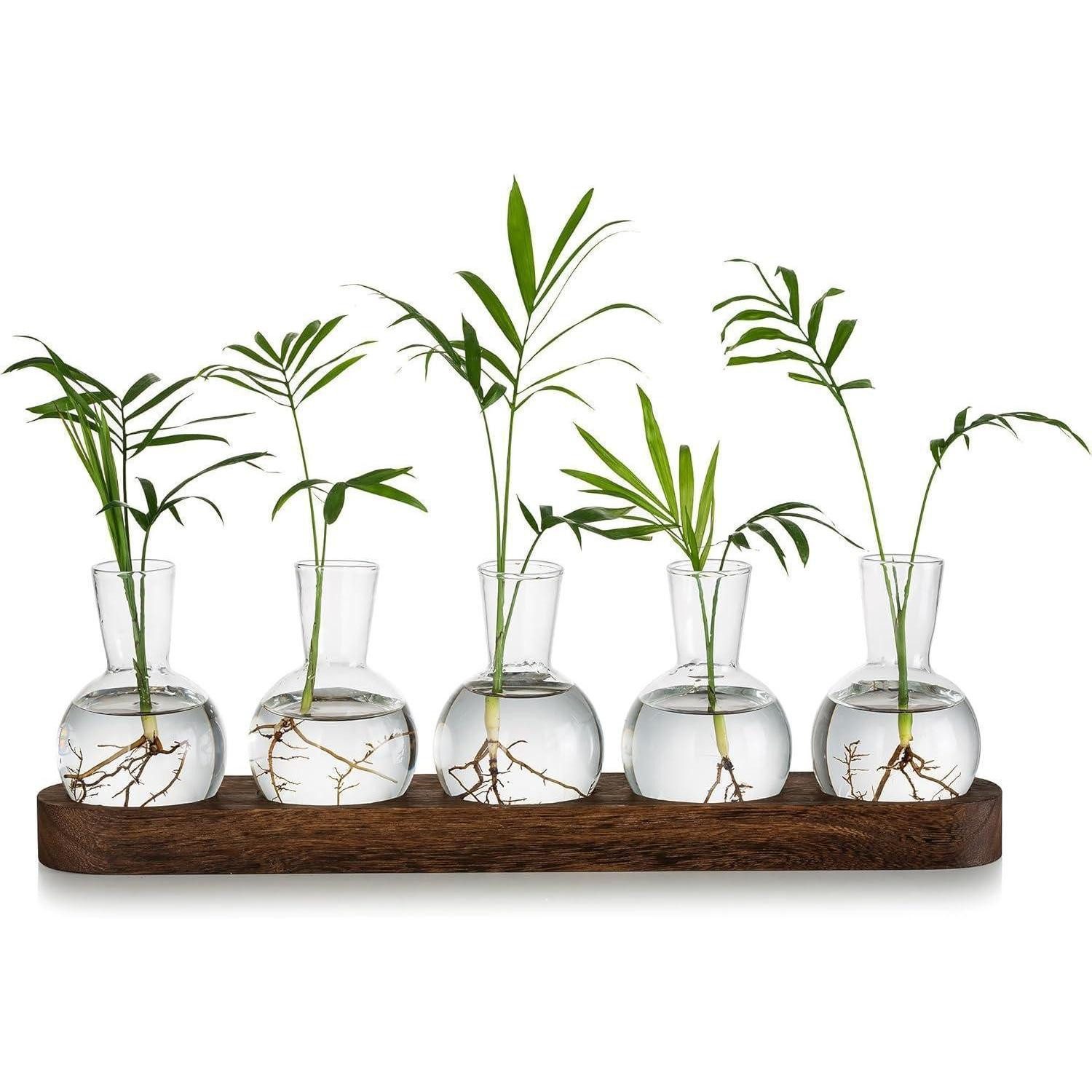 LuxusKollektion Tischvase Pflanzen Terrarium Glasvasen inkl. Holztablett Hydrokultur Deko Set