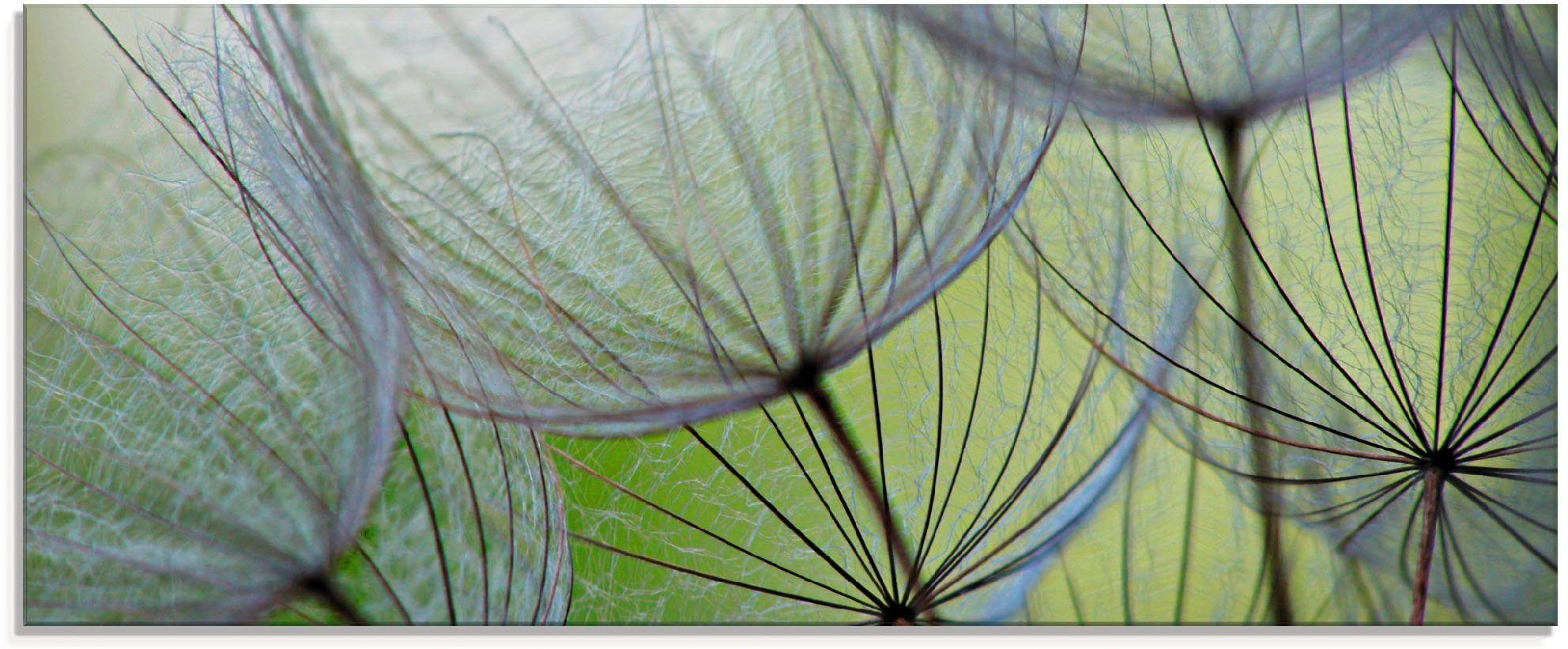 Pusteblumen-Samen, Größen St), in Glasbild Artland Blumen (1 verschiedenen