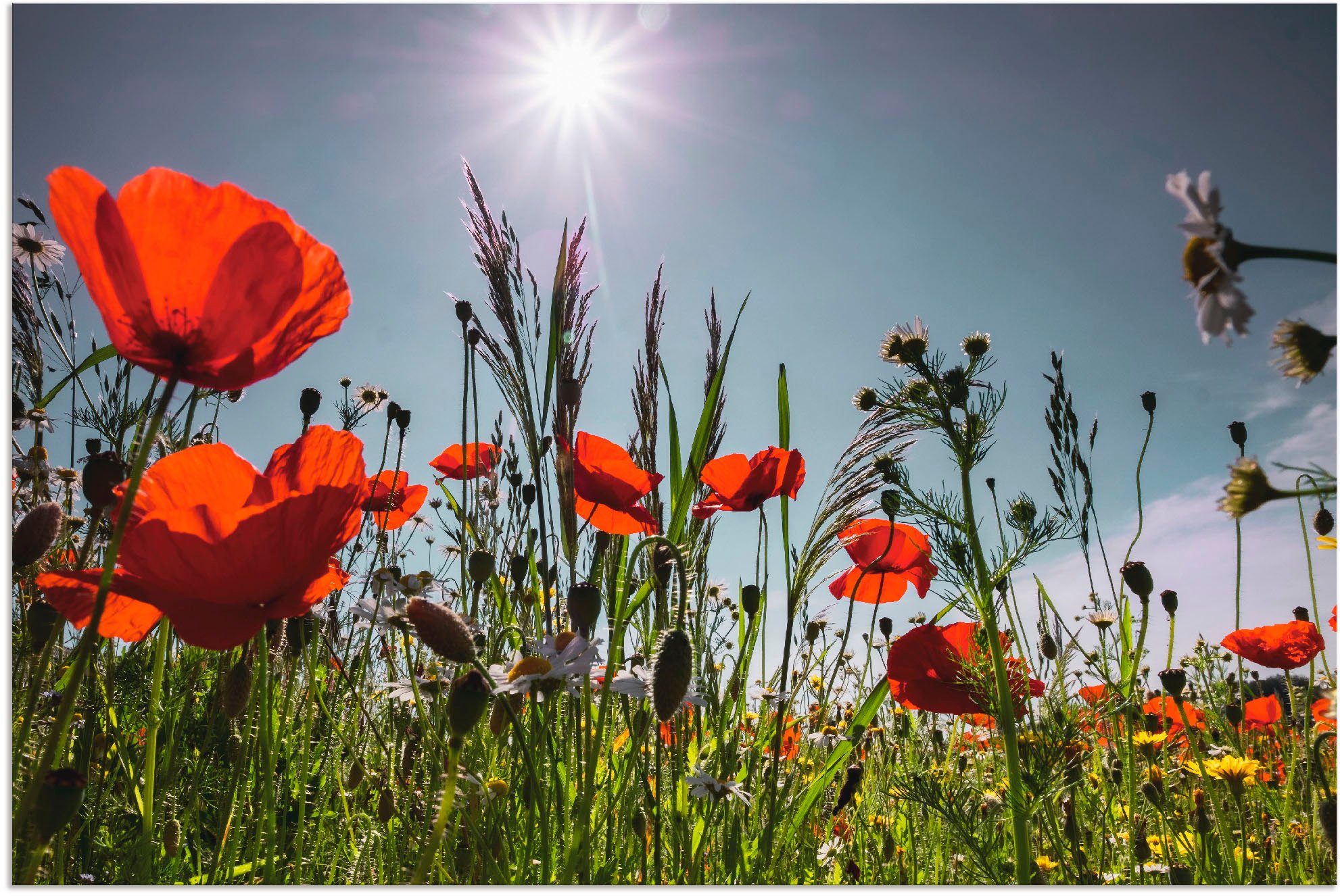 Artland Alu-Dibond-Druck Mohnblumenwiese, Blumenwiese (1 St), für Innen- und Außenbereich geeignet, Outdoorbild