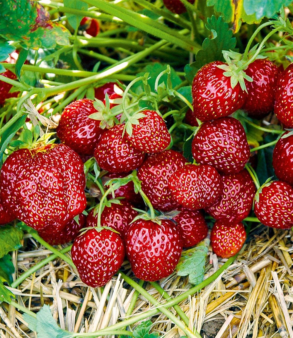 BALDUR Garten Obstpflanze Erdbeere 'Hummi® Aroma-Auslese', 3 St., Lockerermittelhoher,winterhart, mehrjährig, essbar