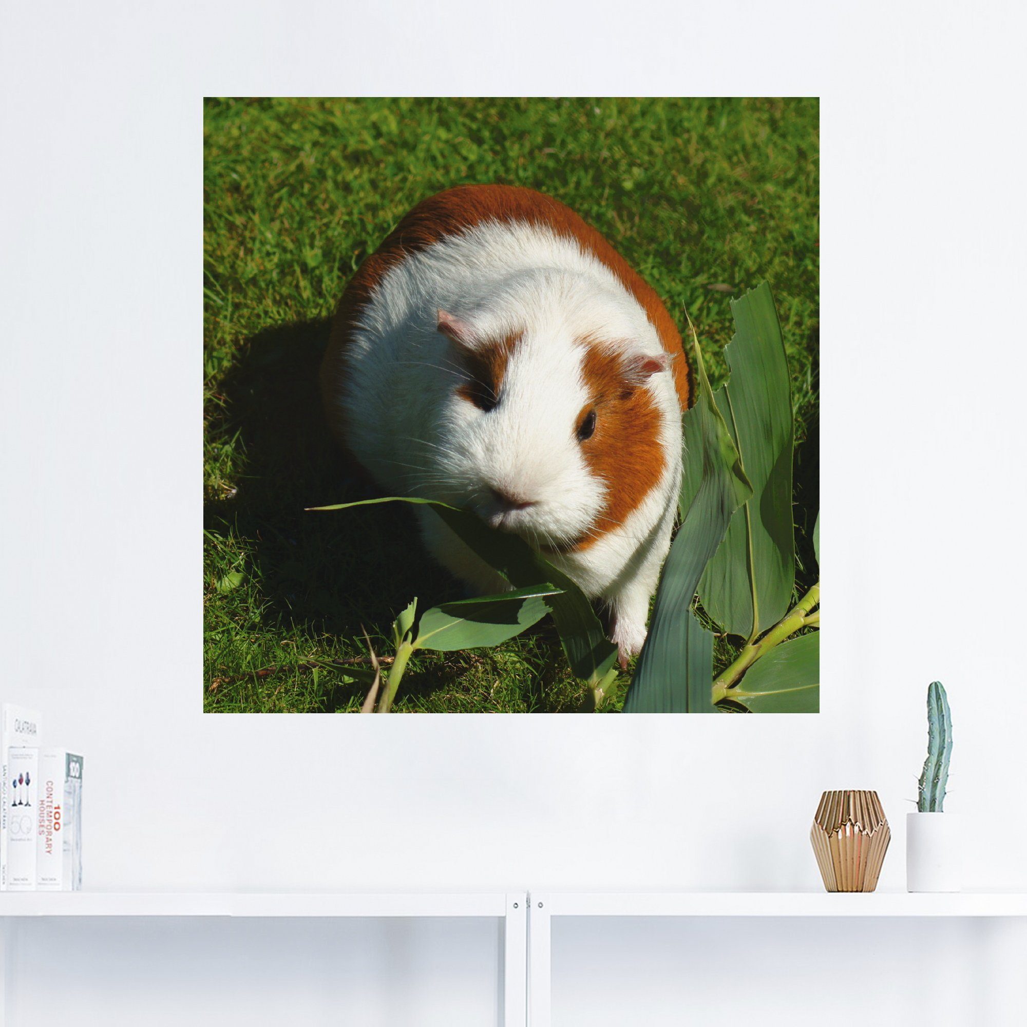 Artland Wandbild Orange weißes versch. oder in Haustiere (1 als Größen Leinwandbild, Meerschweinchen, St), Poster Alubild, Wandaufkleber