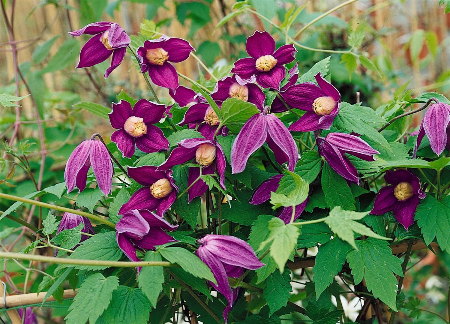 Pflanzen für Dich Kletterpflanze Clematis alpina Octopus, 1 St., Alpen-Waldrebe, Alpenrebe, violettblau, frühblühend