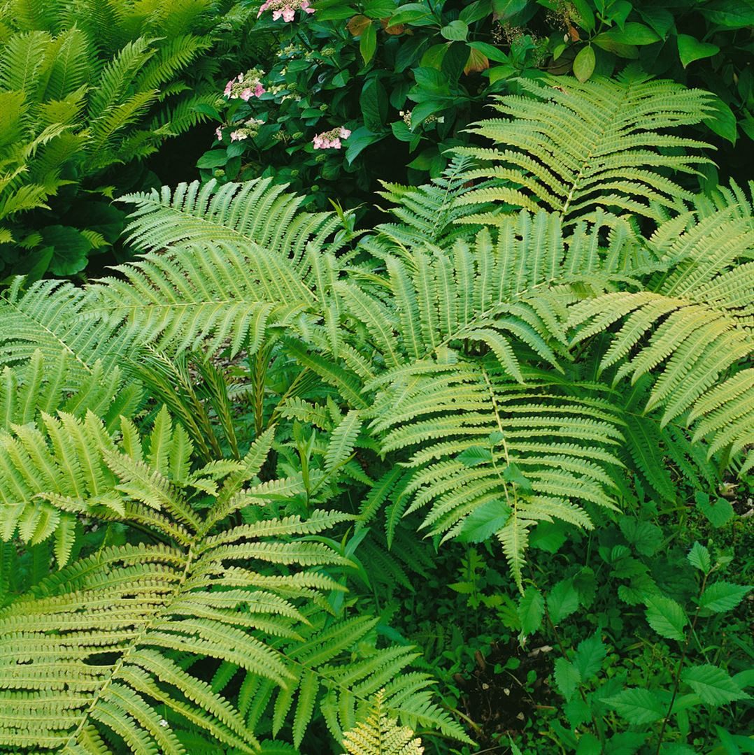 Pflanzen für Dich Травы Matteuccia orientalis, 1 St., Orientalischer Straußenfarn, farnartig, schattenliebend