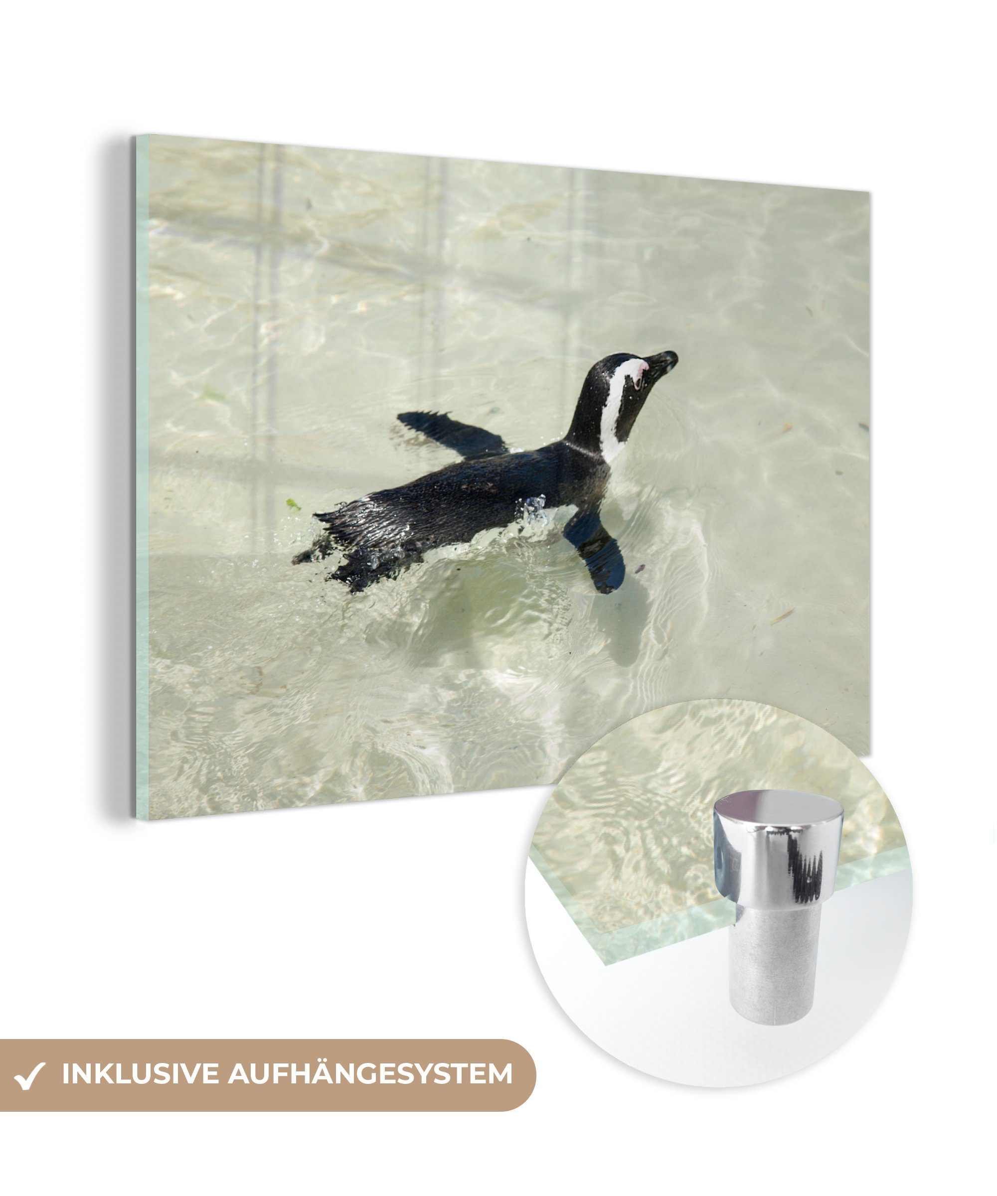 MuchoWow Acrylglasbild Ein Pinguin schwimmt im klaren blauen Wasser, (1 St), Acrylglasbilder Wohnzimmer & Schlafzimmer