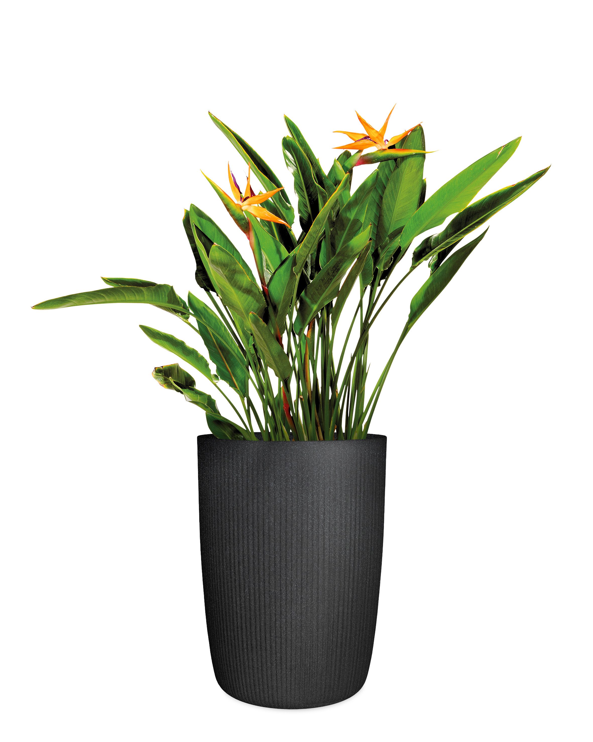 Scheurich Übertopf 40/260 LINETTO HIGH, Hochgefäß/Pflanzgefäß aus Kunststoff, ØxH: 28,5x39,9 cm