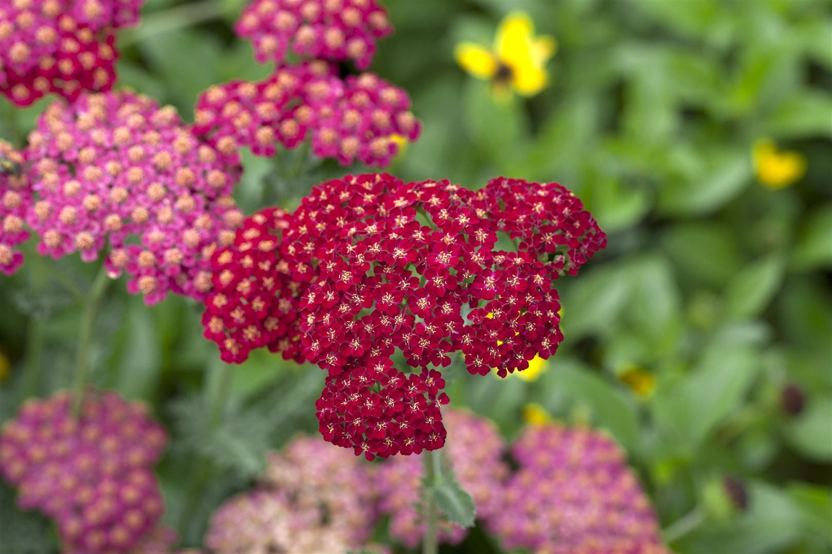 Pflanzen für Dich Staude Achillea mille. Red Velvet, 1 St., Schafgarbe, Gemeine Schafgarbe