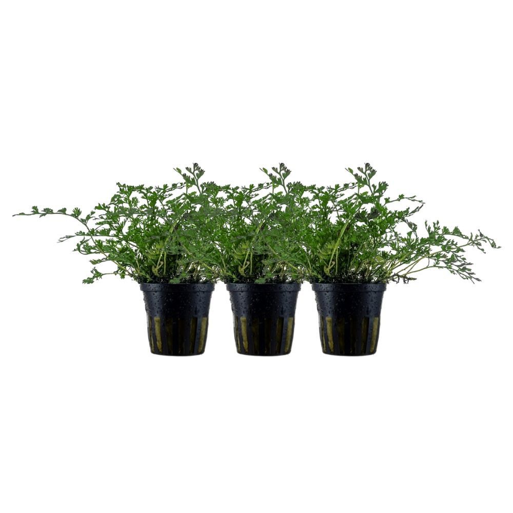 Aquaone Wasserpflanze Aquarium Pflanze 3 Stück Bolbitis heteroclita difformis Nr.306