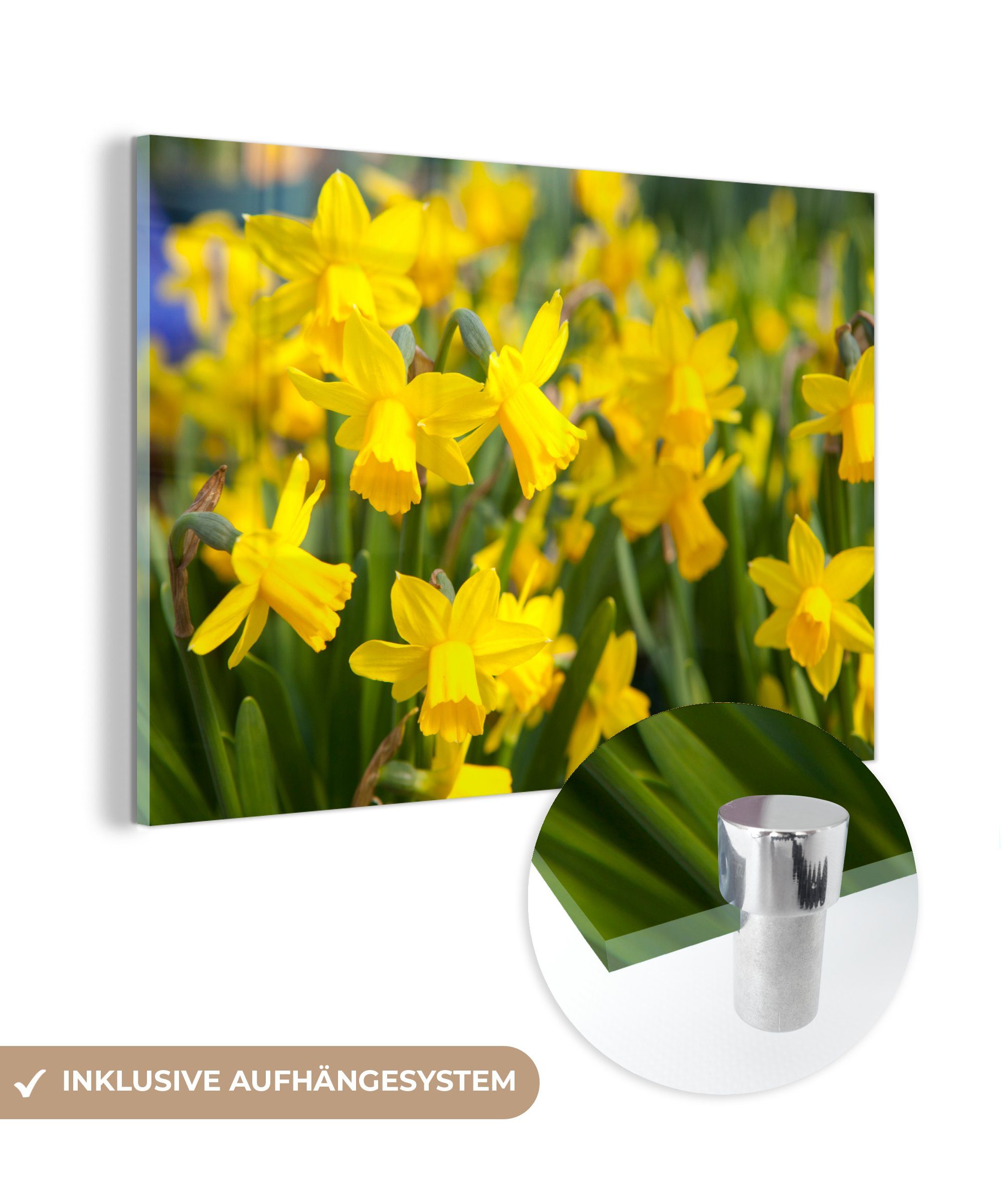 MuchoWow Acrylglasbild Blume - Narzissen - Gelb, (1 St), Acrylglasbilder Wohnzimmer & Schlafzimmer