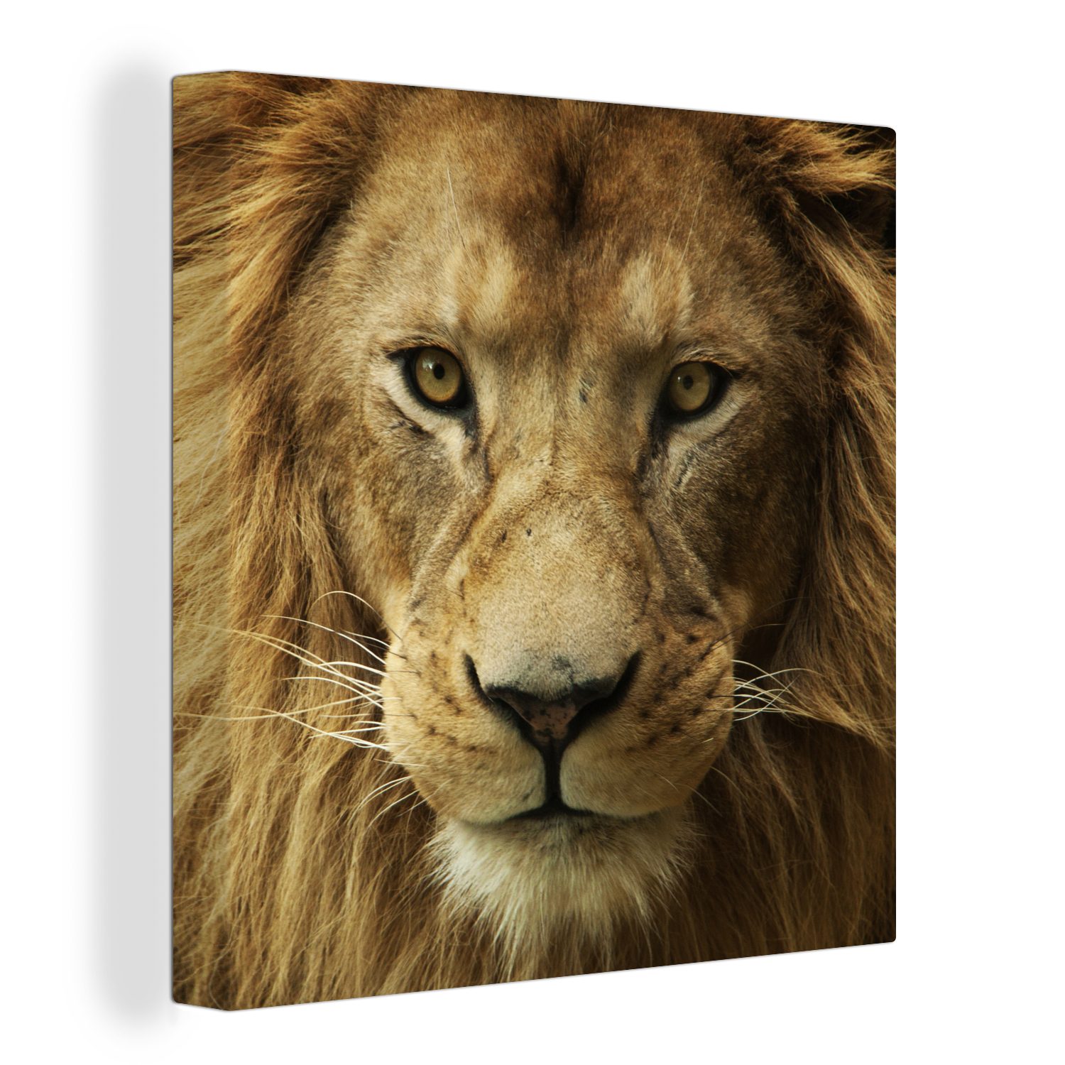 OneMillionCanvasses® Leinwandbild Porträt - Afrika - Löwe, Fotodruck (1 St) günstig online kaufen
