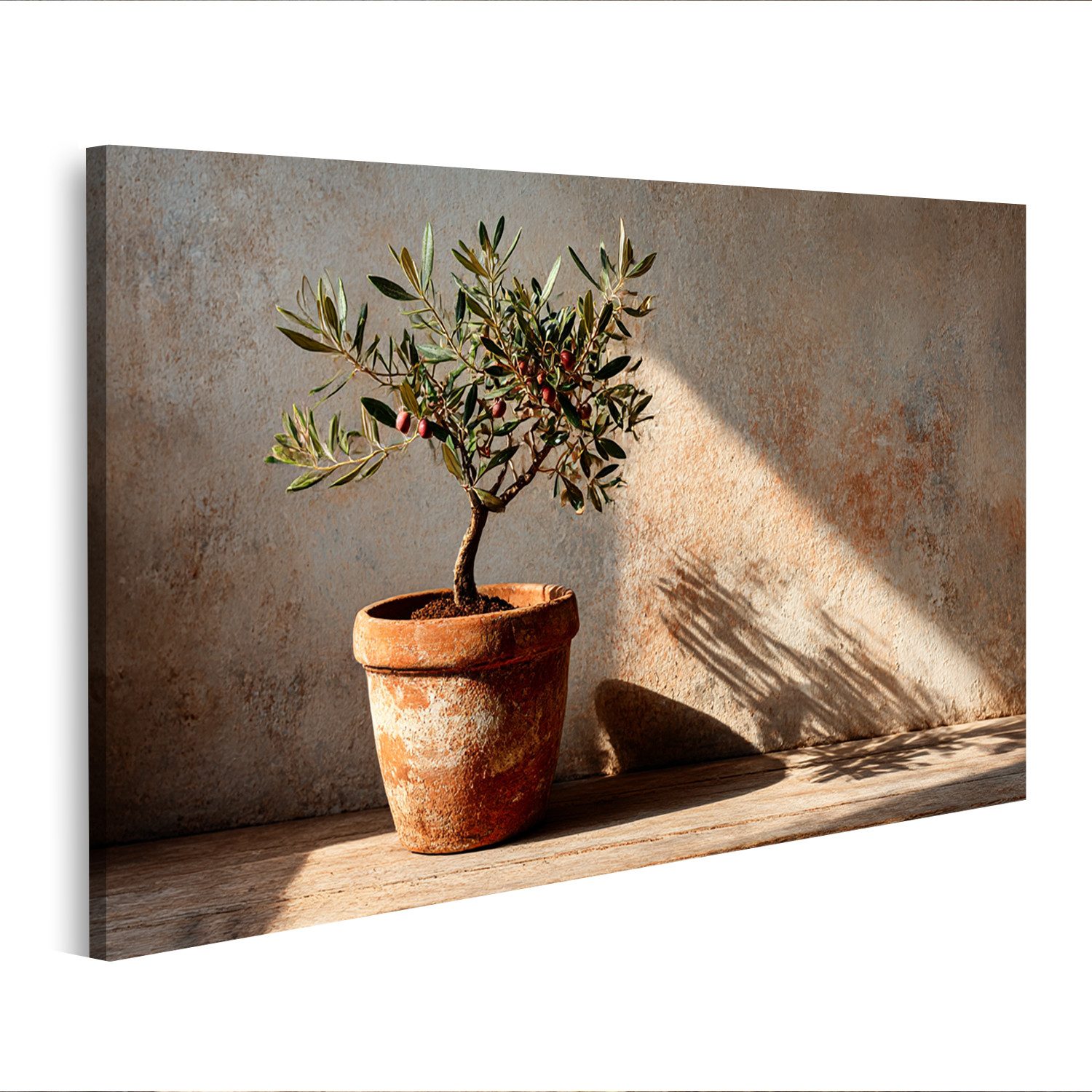 islandburner Leinwandbild Olivenbaum im Terrakottatopf für eine mediterrane Wohnatmosphäre