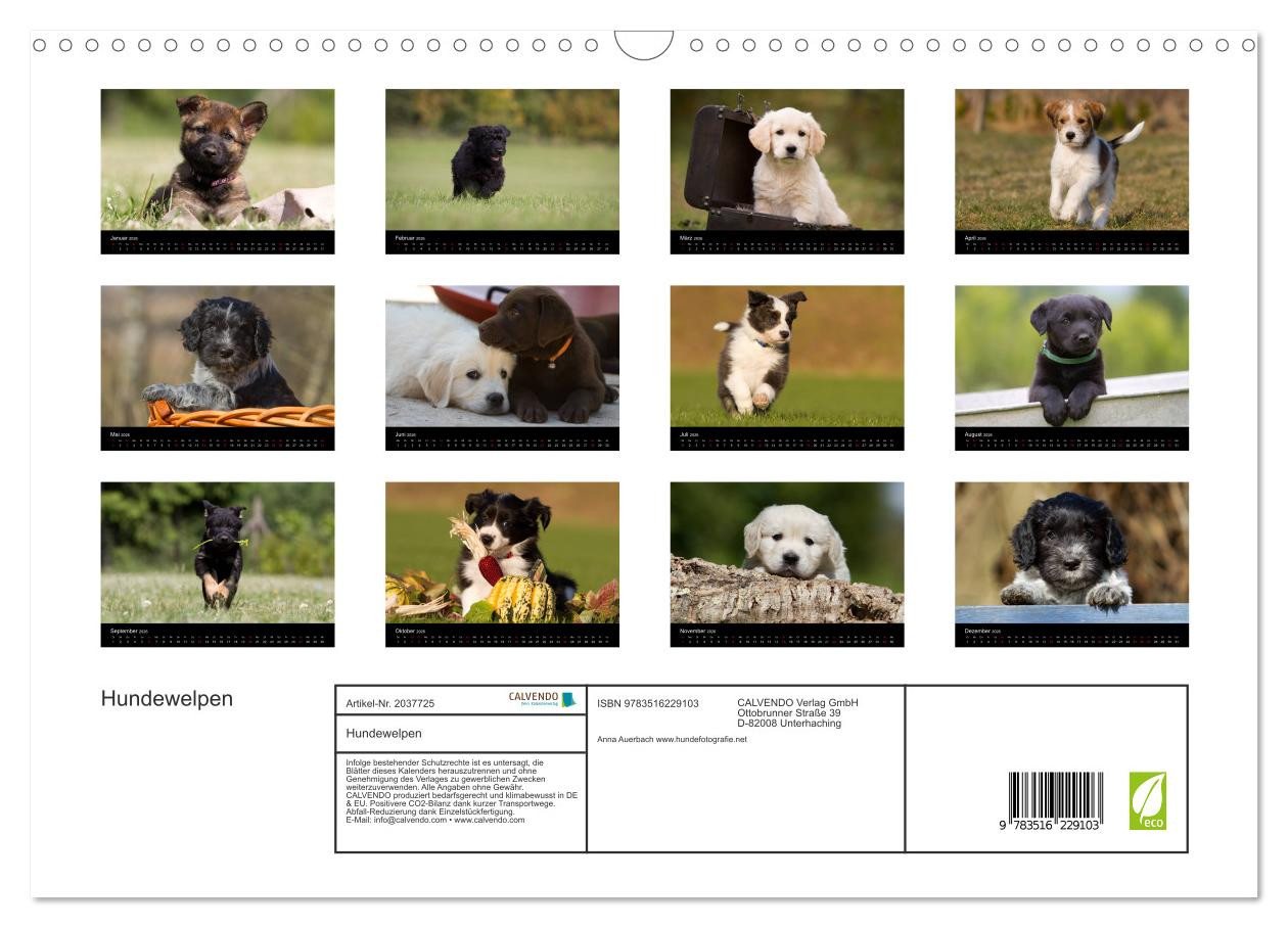 Thumbnail - CALVENDO Wandkalender Hundewelpen (Wandkalender 2026 DIN A3 quer), CALVENDO Monatskalender