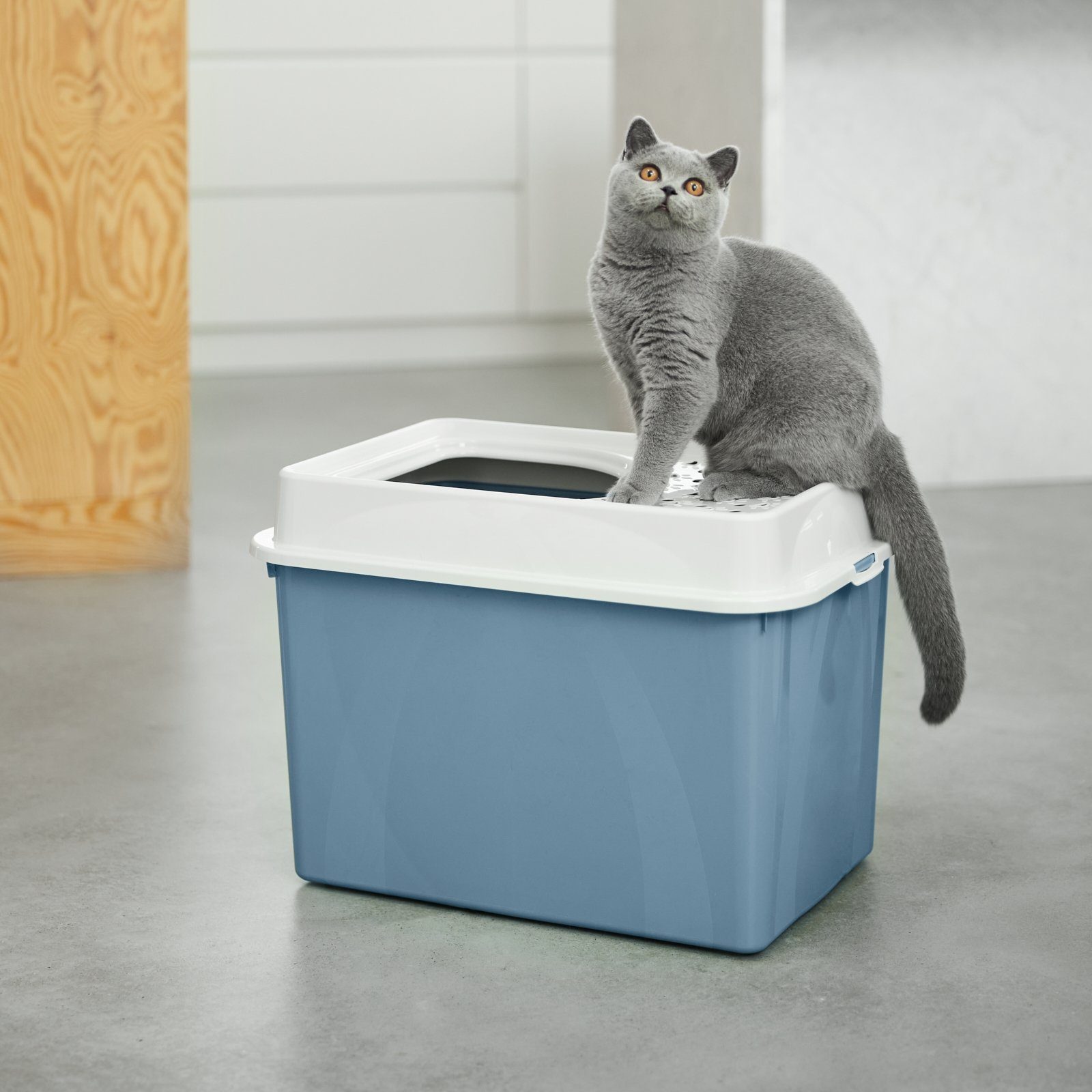 ROTHO Katzentoilette MyPet Eco Berty Katzenklo mit Top-Eingang, Kunststoff (PP recycelt)