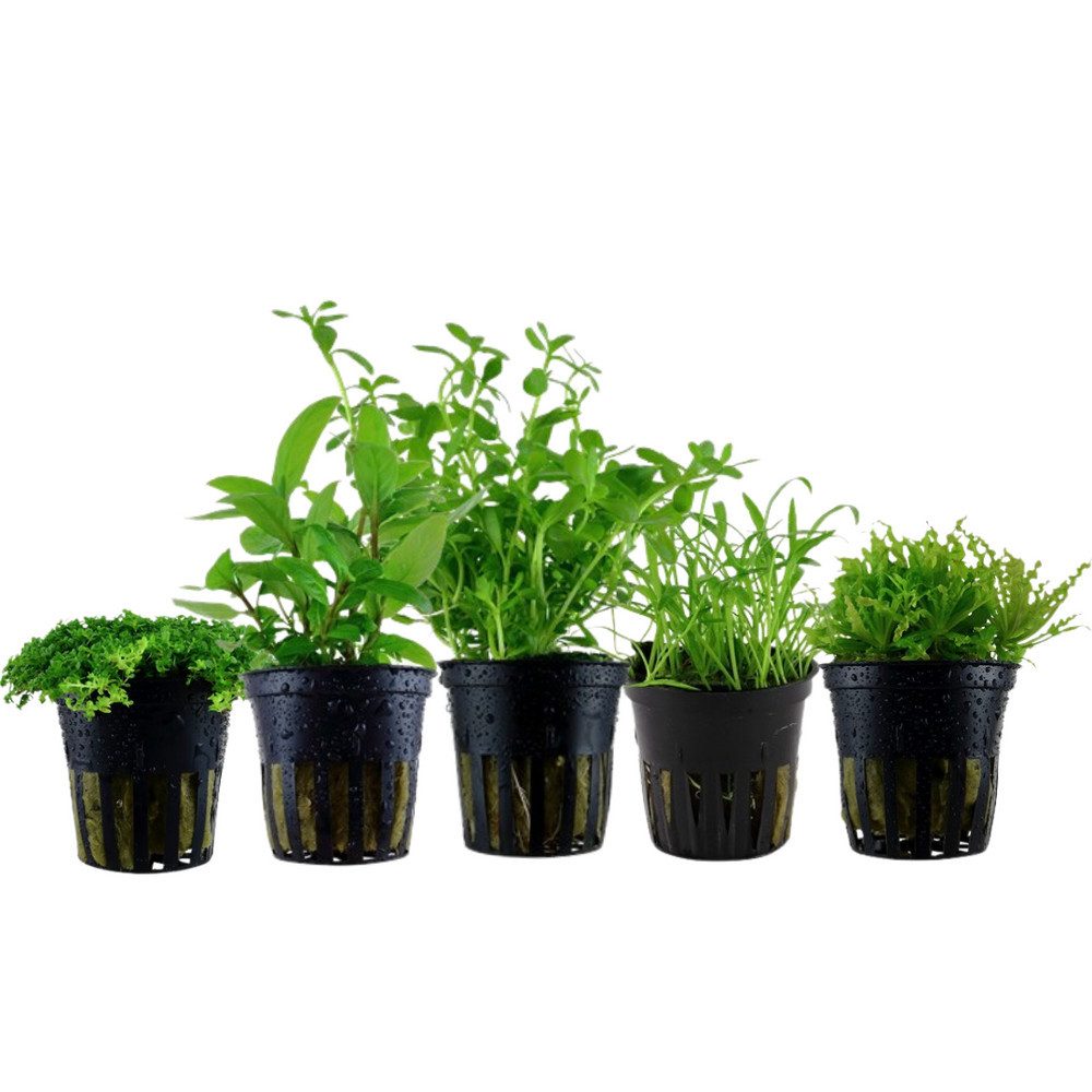 Aquaone Wasserpflanze Pflanzen Set mit 5 Vordergrund Wasserpflanzen Nr.112