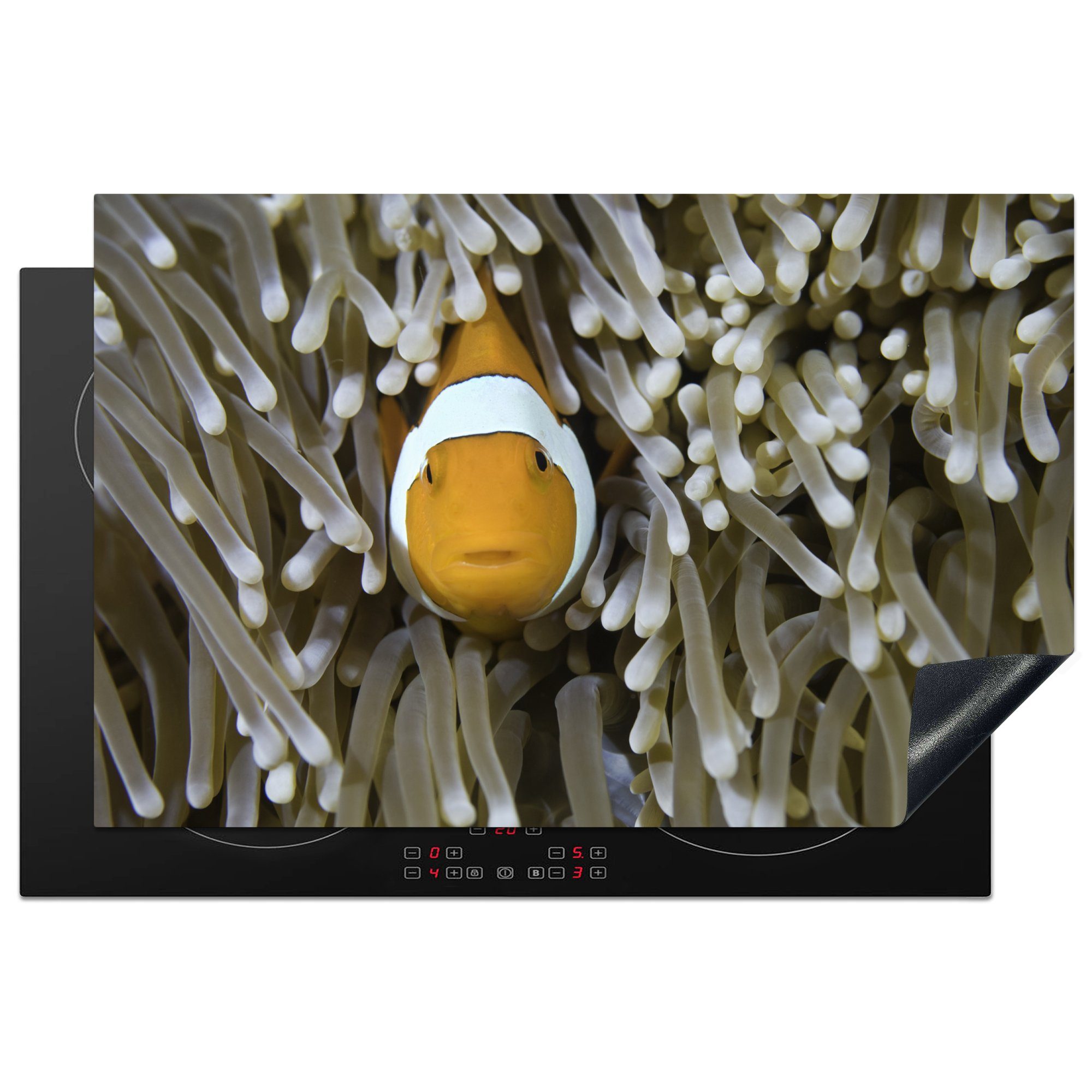 MuchoWow Herdblende-/Abdeckplatte Clownfisch späht aus der Koralle, Vinyl, (1 tlg), 81x52 cm, Induktionskochfeld Schutz für die küche, Ceranfeldabdeckung
