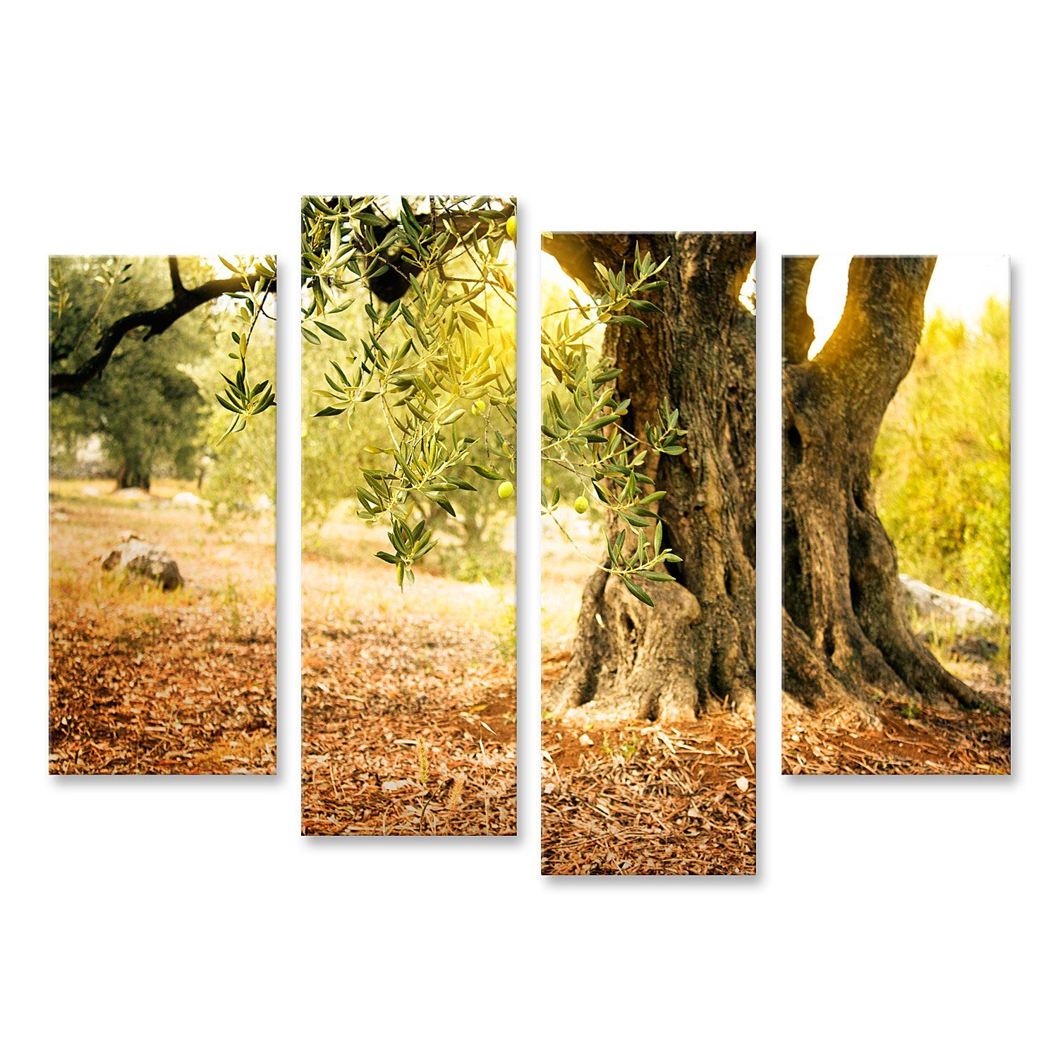 islandburner Leinwandbild Bild auf Leinwand Alter Olivenbaum Wandbild  Poster Kunstdruck Bilder