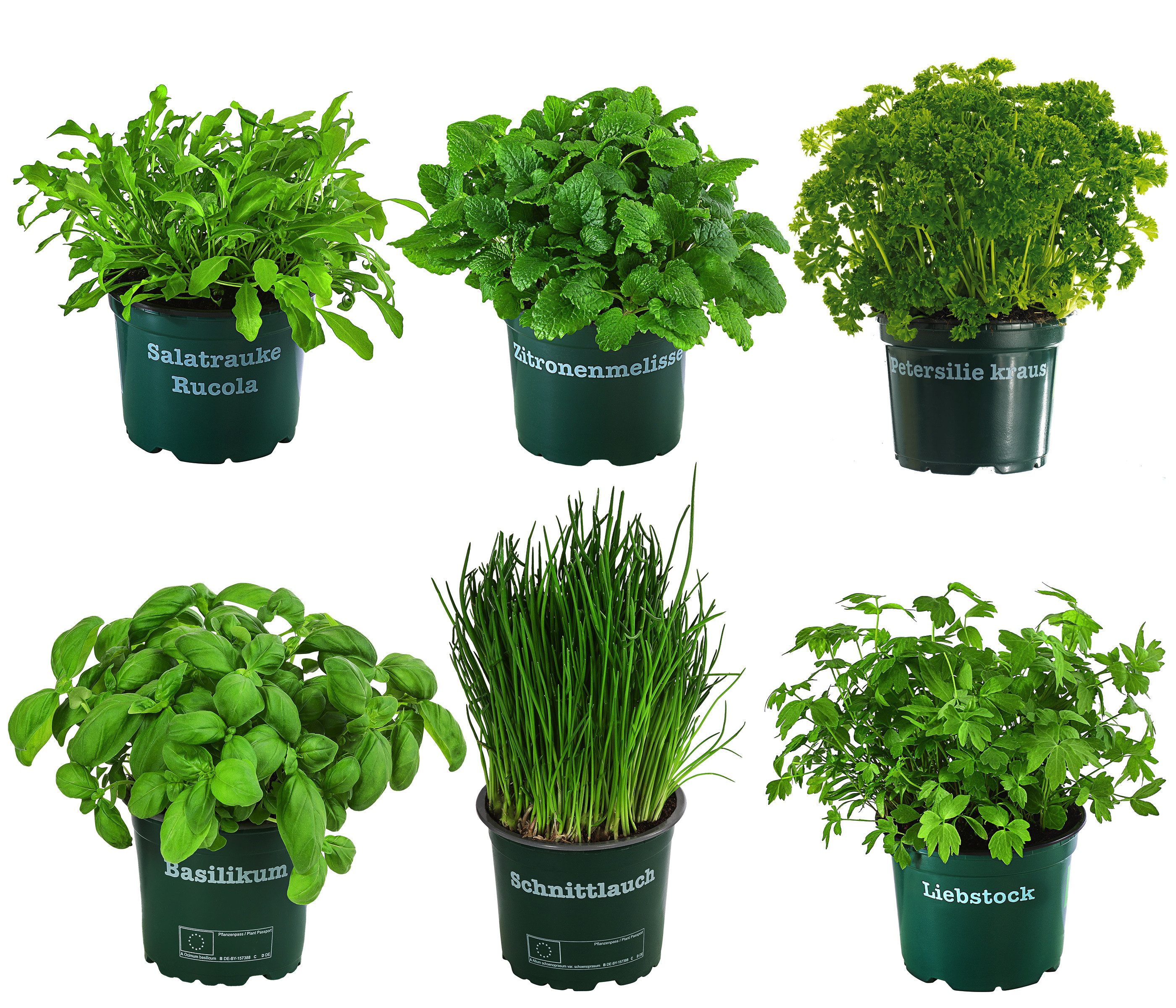 Dehner Gewürzkraut Kräuter-Set, Küchenkräuter, 6 Stück, je ca. 15 cm günstig online kaufen