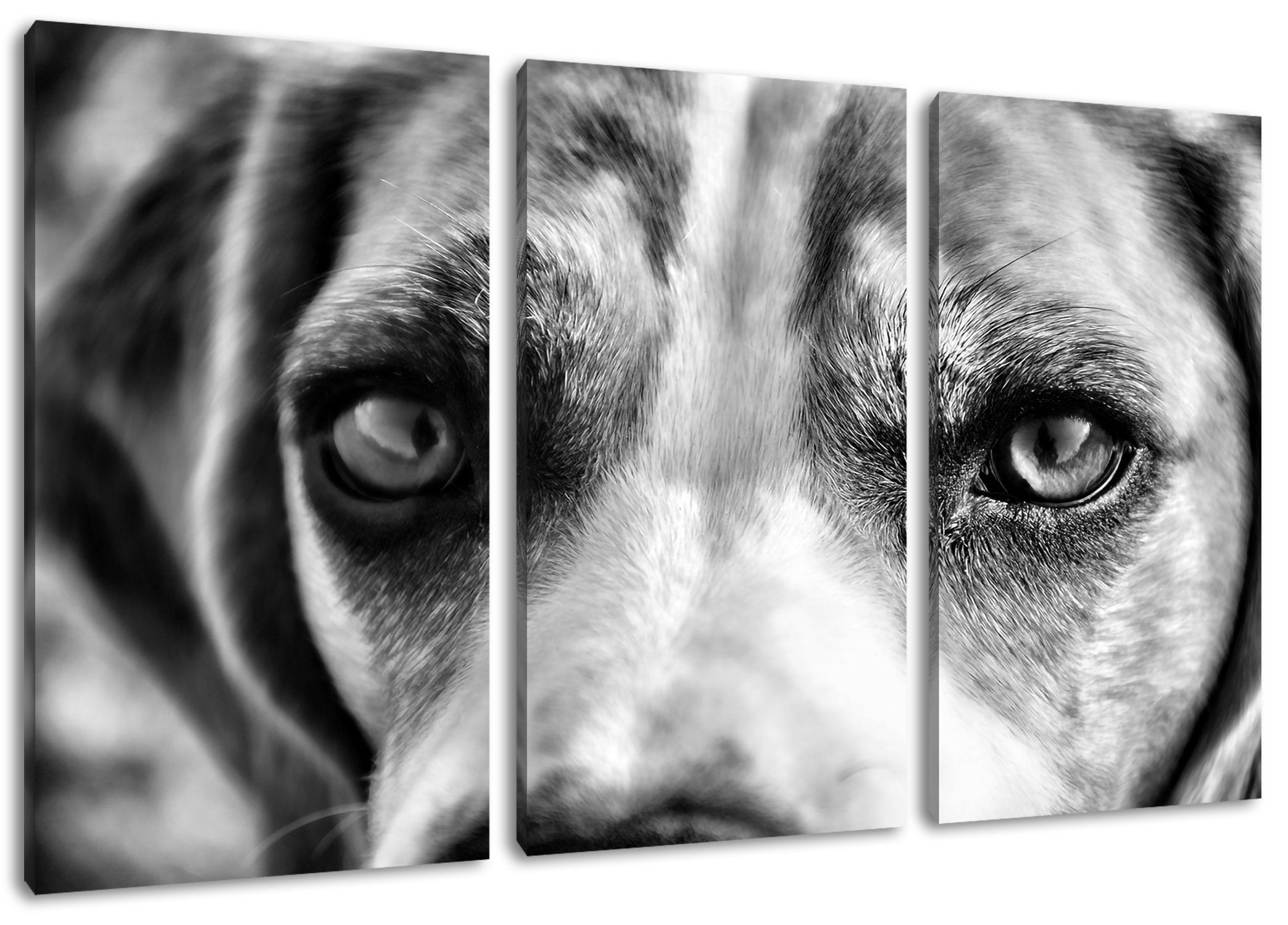 Pixxprint Leinwandbild große Beagle-Augen, große Beagle-Augen 3Teiler (120x80cm) (1 St), Leinwandbild fertig bespannt, inkl. Zackenaufhänger