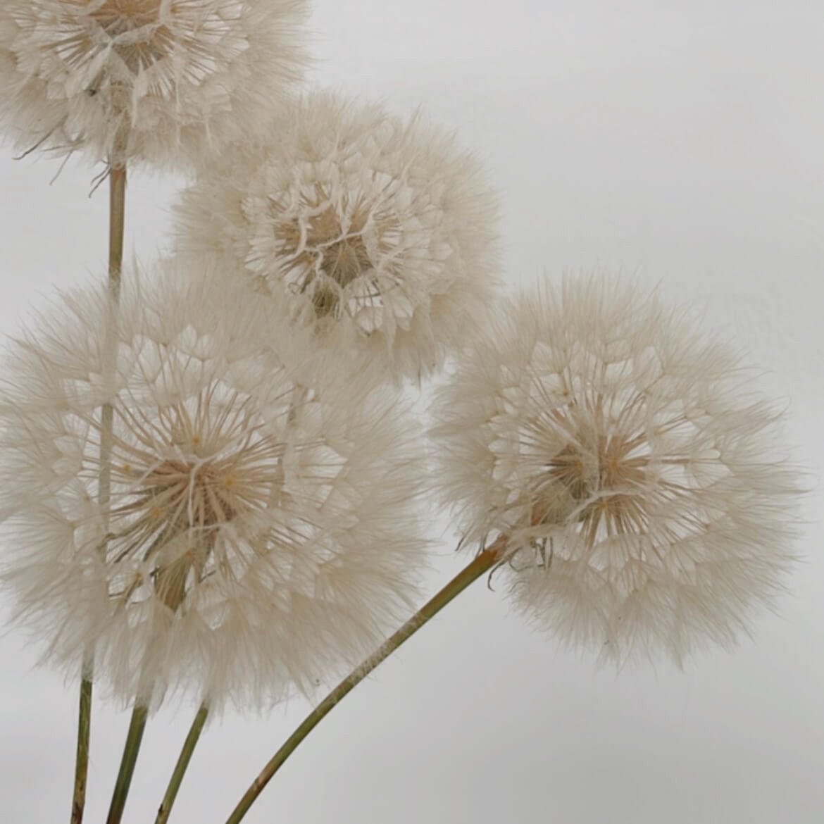 Trockenblume Pusteblume getrocknet einzeln, LYKKE & günstig online kaufen