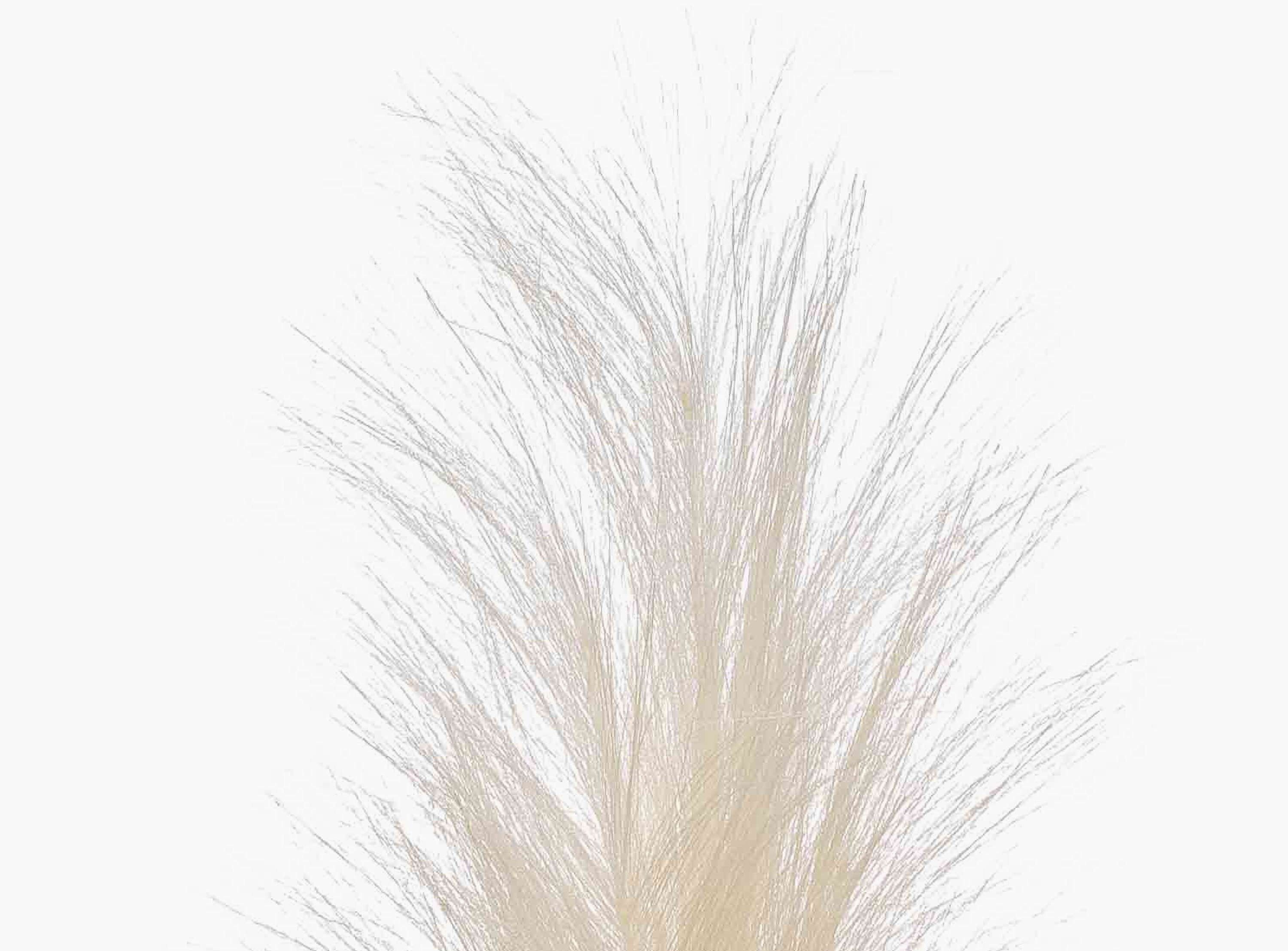 Kunstzweig Künstliche Pampasgras Rispe AMATSIA, Creme, 115cm Pampasgras, artplants, Höhe 115.0 cm – Bild 2 von 4