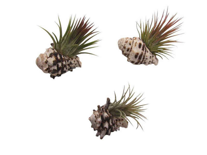 meinvipshop Hängedekoration 3er Muschelset schwarz-weiß mit echten Tillandsia (Set, 3 St., 3er Set)