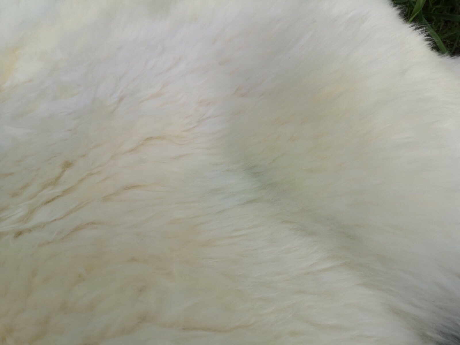 Provellus Fellteppich Hell Öko Schaffell Lammfell Naturfell Weich Bis 150cm 2.Wahl, 30x30cm eckig – Bild 5 von 5